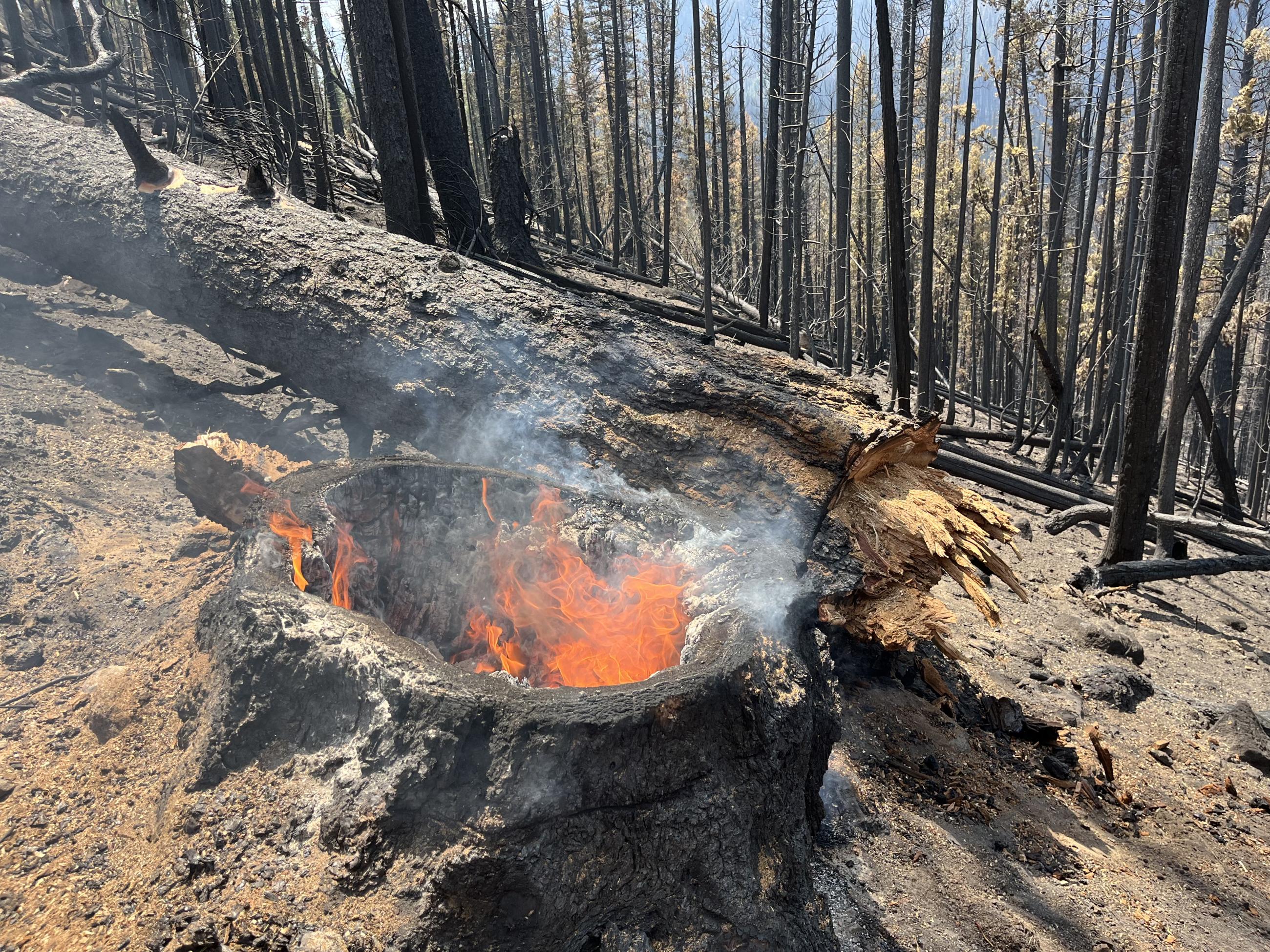 Burning stump on western ridge above Redfish Lake, July 25, 2024