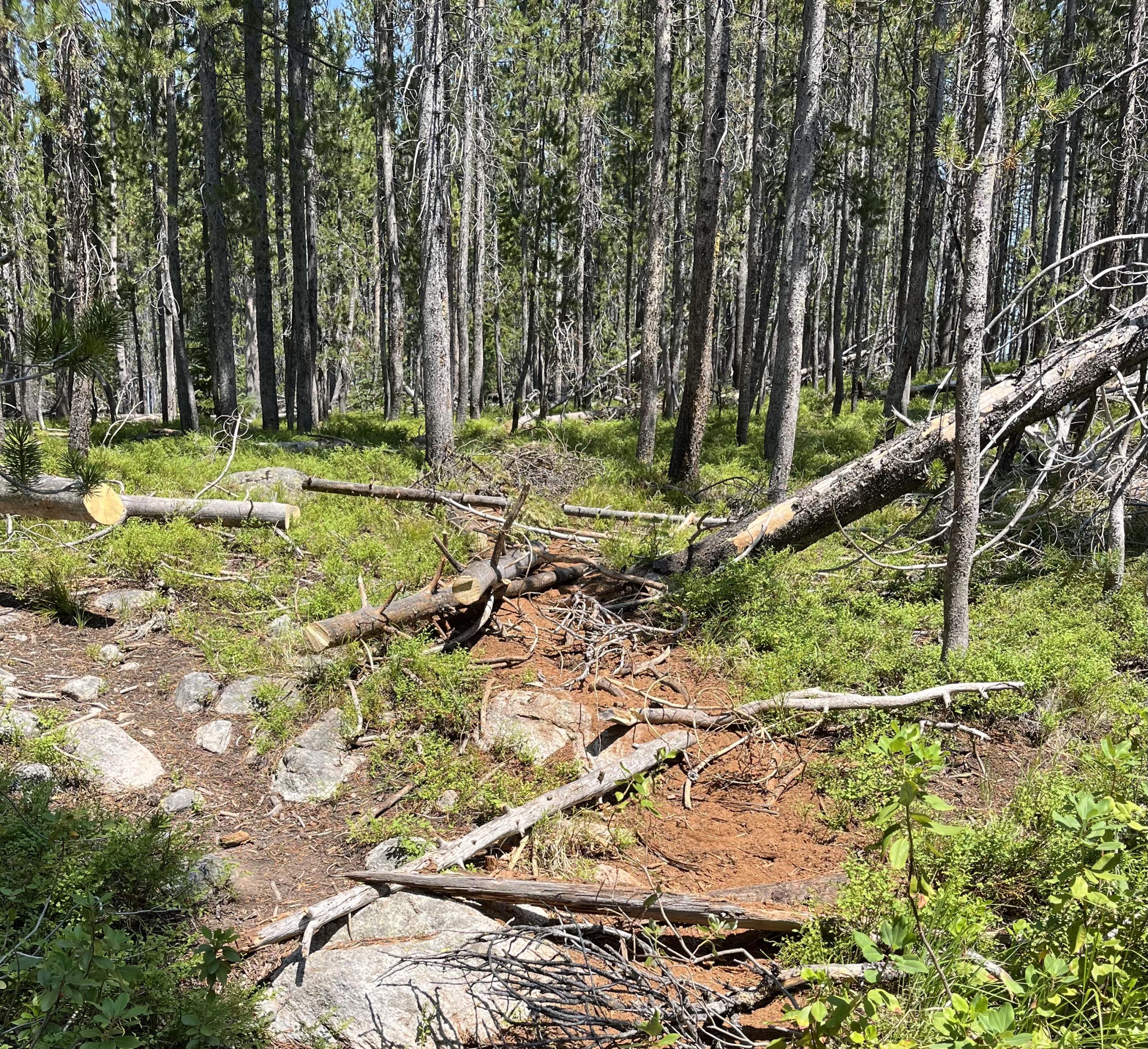 Crews drag slash over fireline as part of the repair process, July 25, 2024