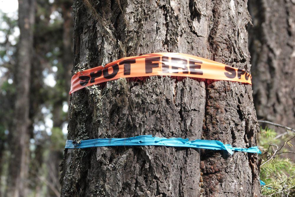 Tree with orange tape "Spot Fire" around the trunk