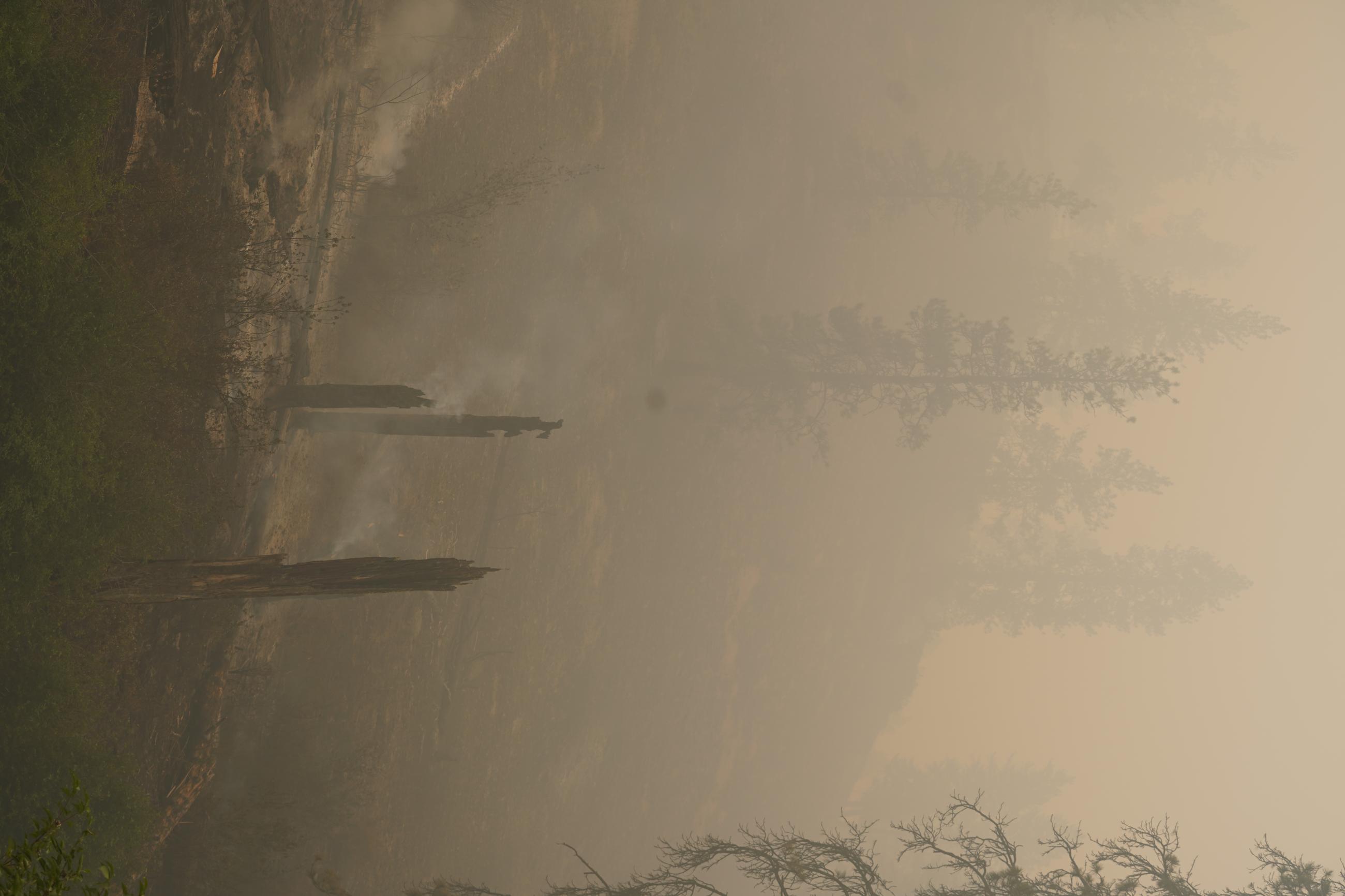 Image of burned trees and brush with smoke. 