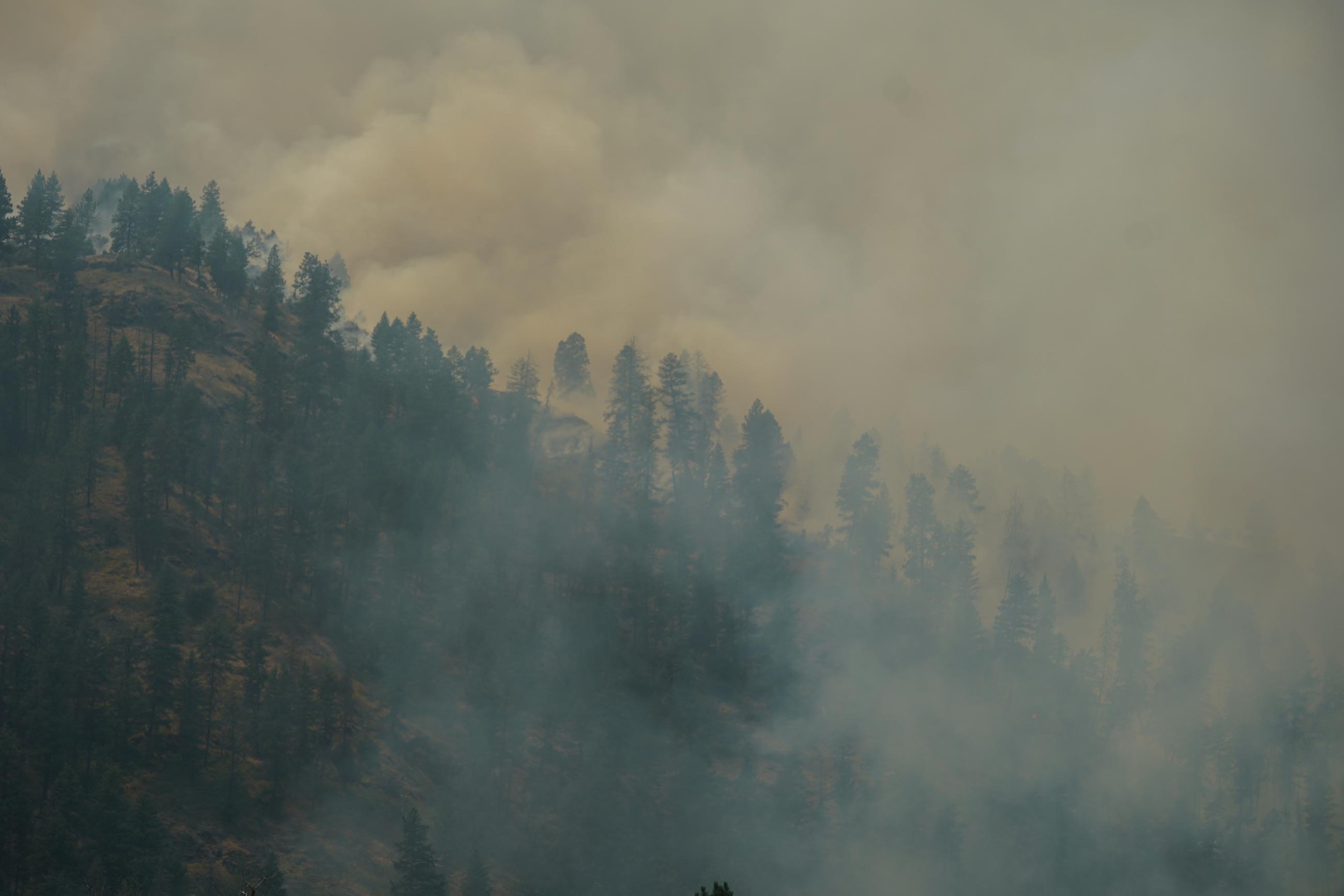 Dense smoke rising from a forested hillside.