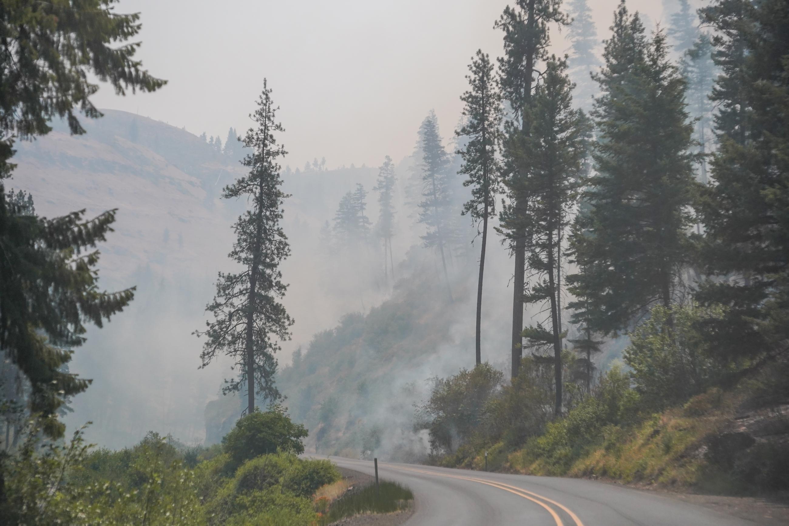 Image of a road amid burned trees and vegetation. 