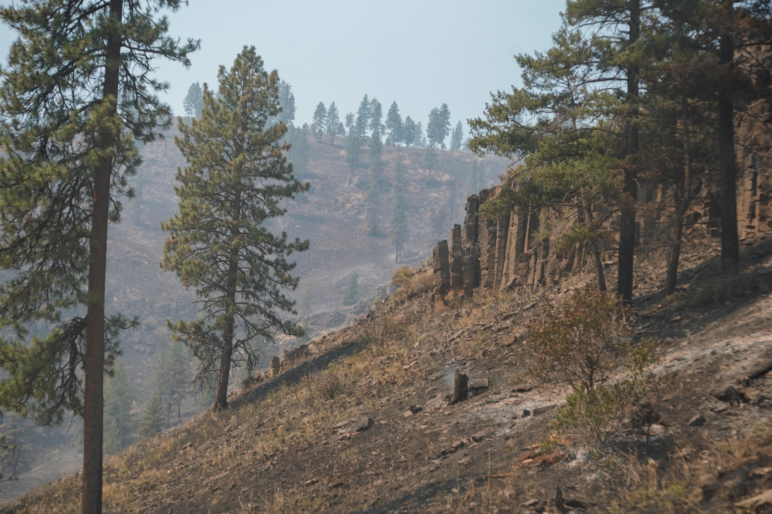 Image of burned trees and vegetation in a rimrock canyon. 