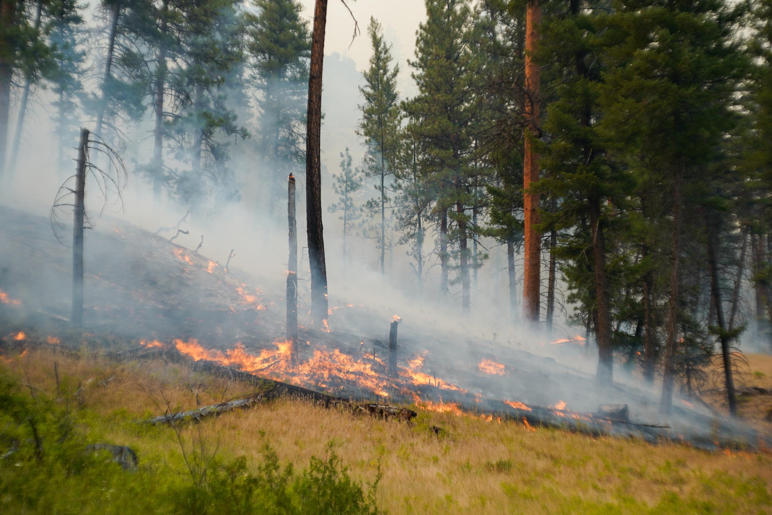 Image of fire creeping through grass and timber.
