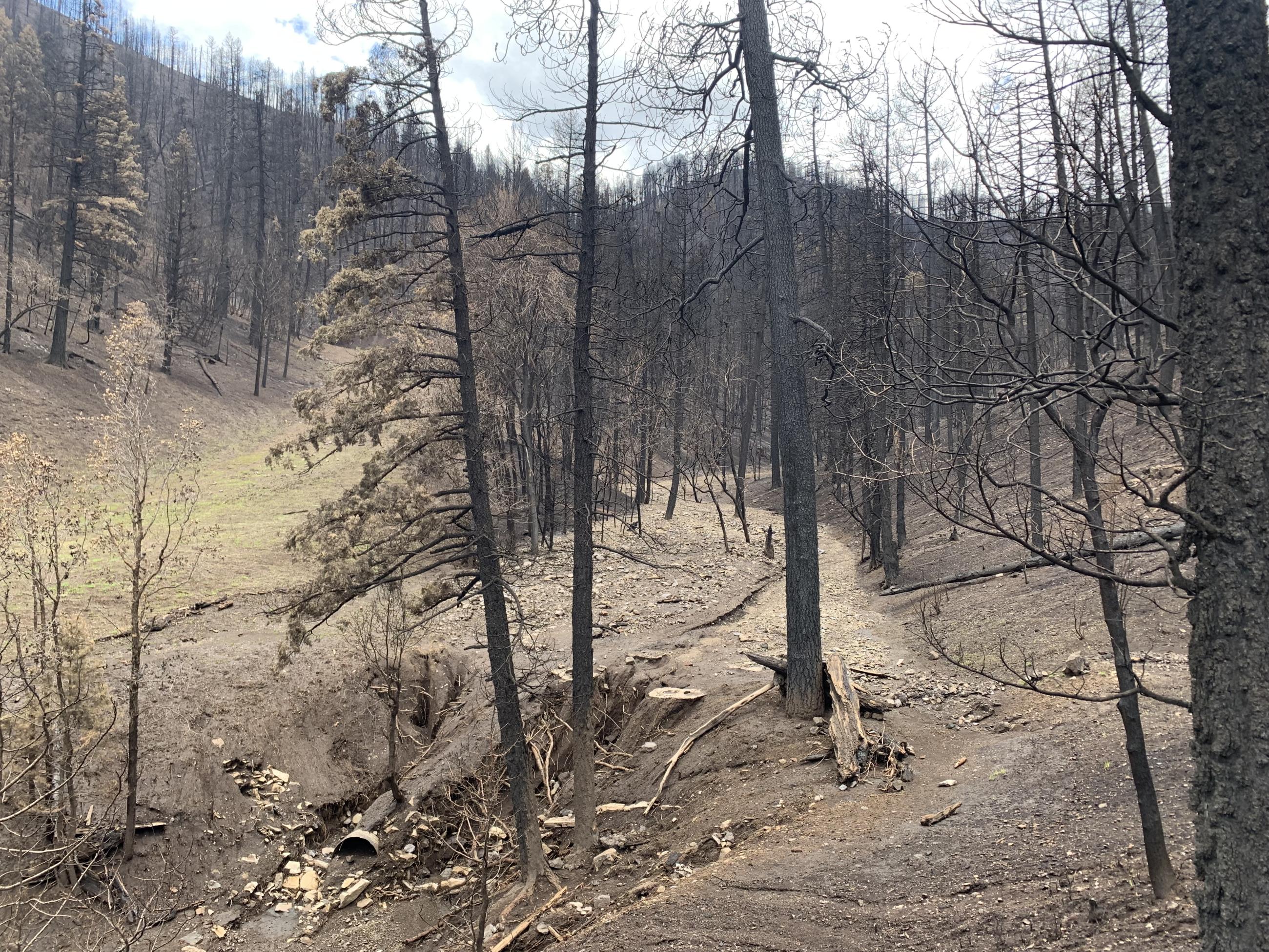 View of Debris Flow in Cedar Creek