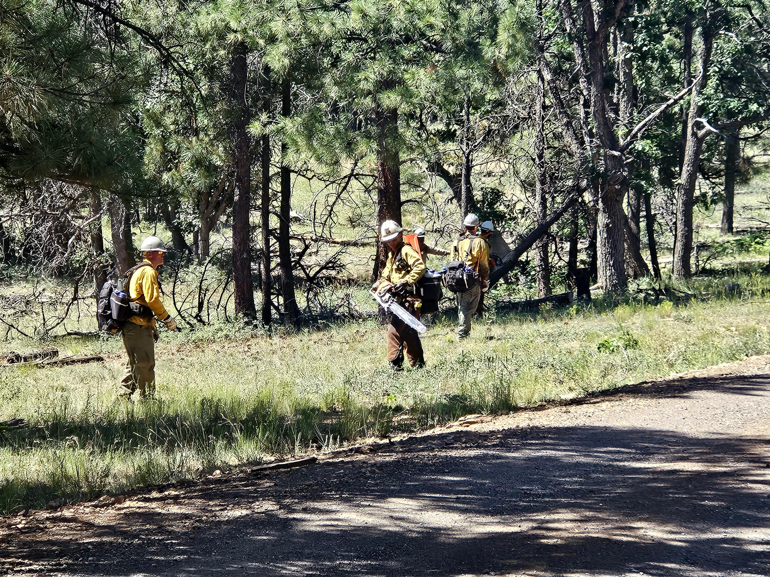 Fire crew members are using chainsaws to remove vegetation near a forest road while other fire crew members pull the cut vegetation away from the road.