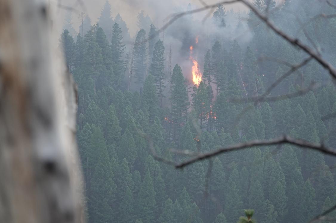 Single tree in center with flames, hazy forest, tree trunk and branches in foreground