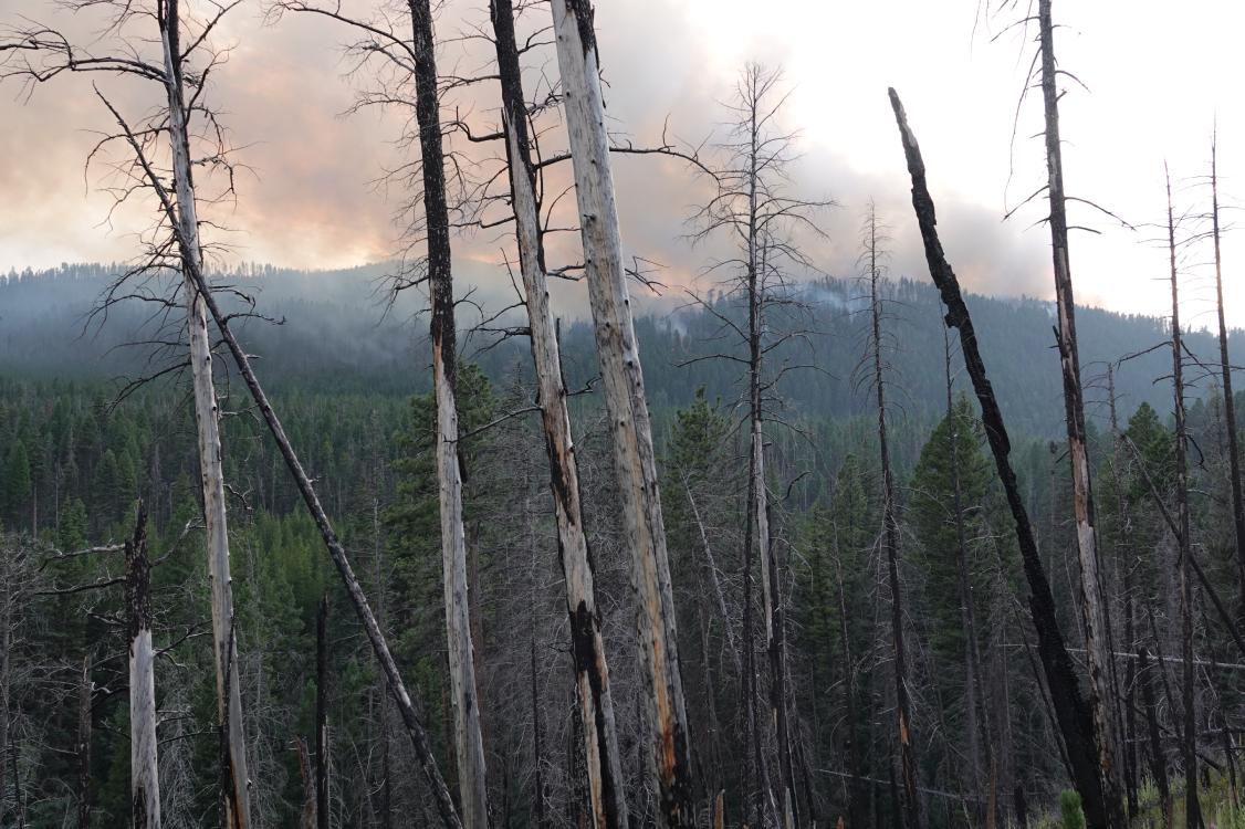 Smoke rising in the background over distant mountain, burned trees in foreground.