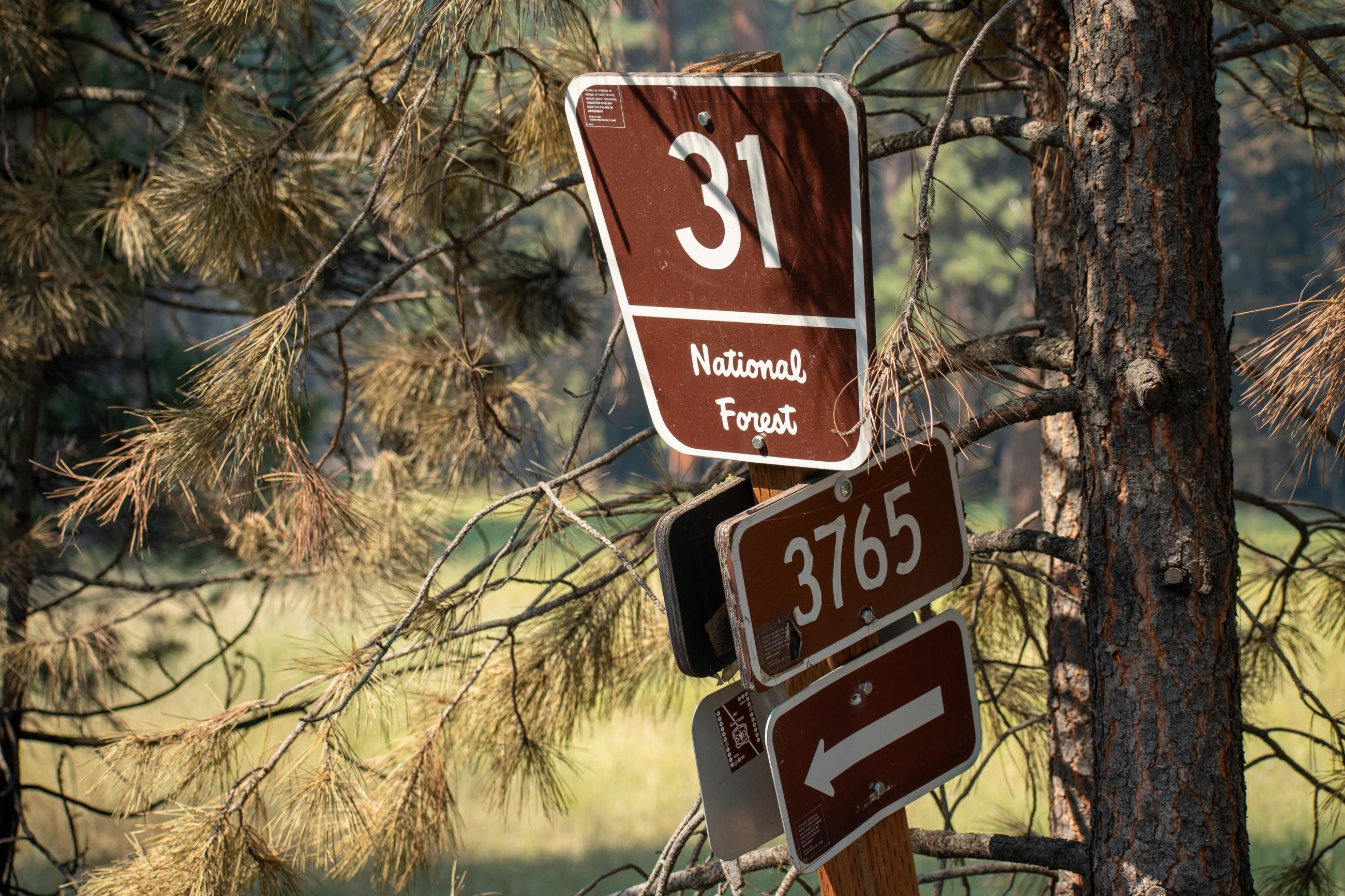 Road sign with number 31 and national forest written on them 