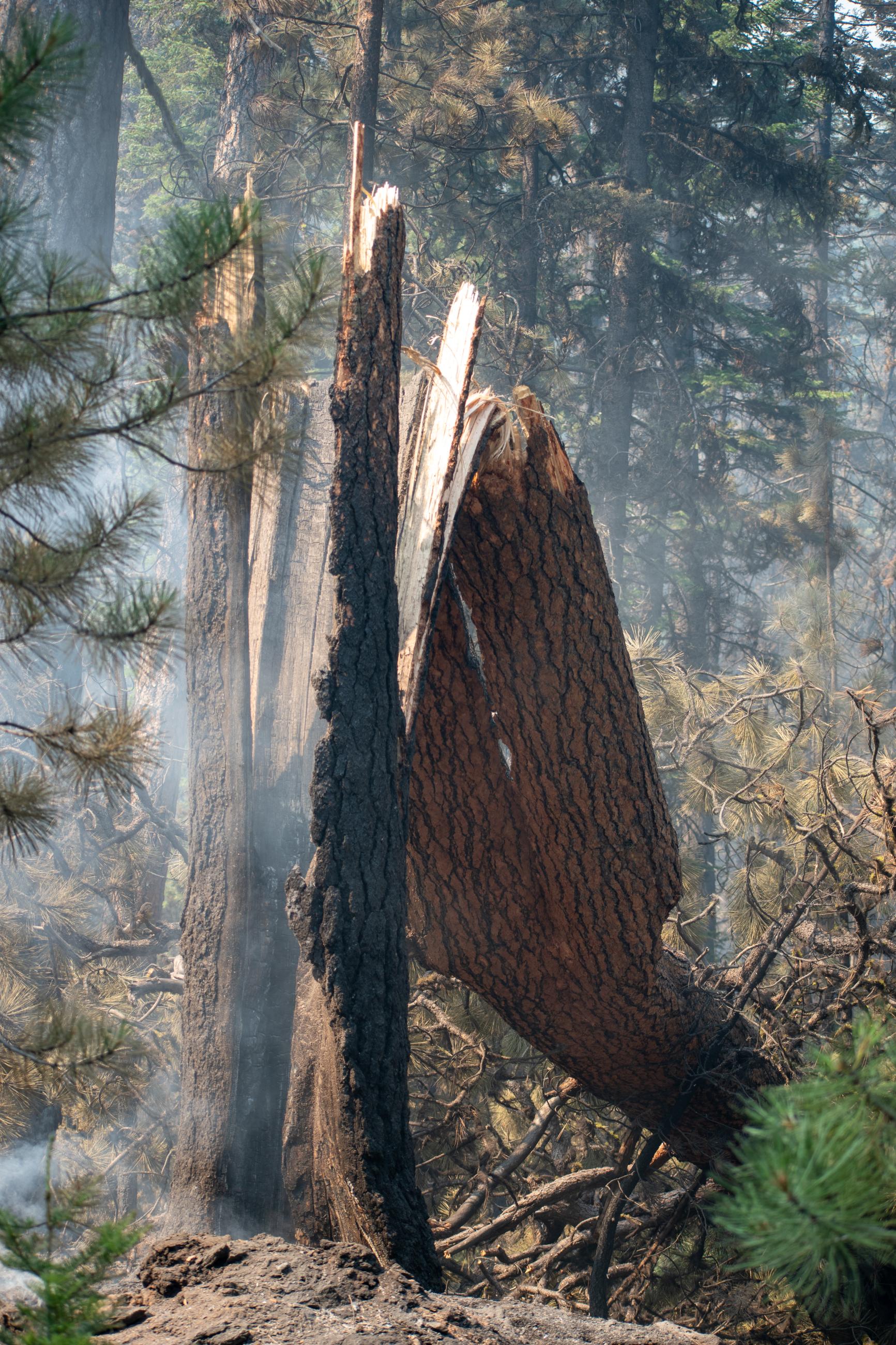 fallen tree, burned bark, peeling bark