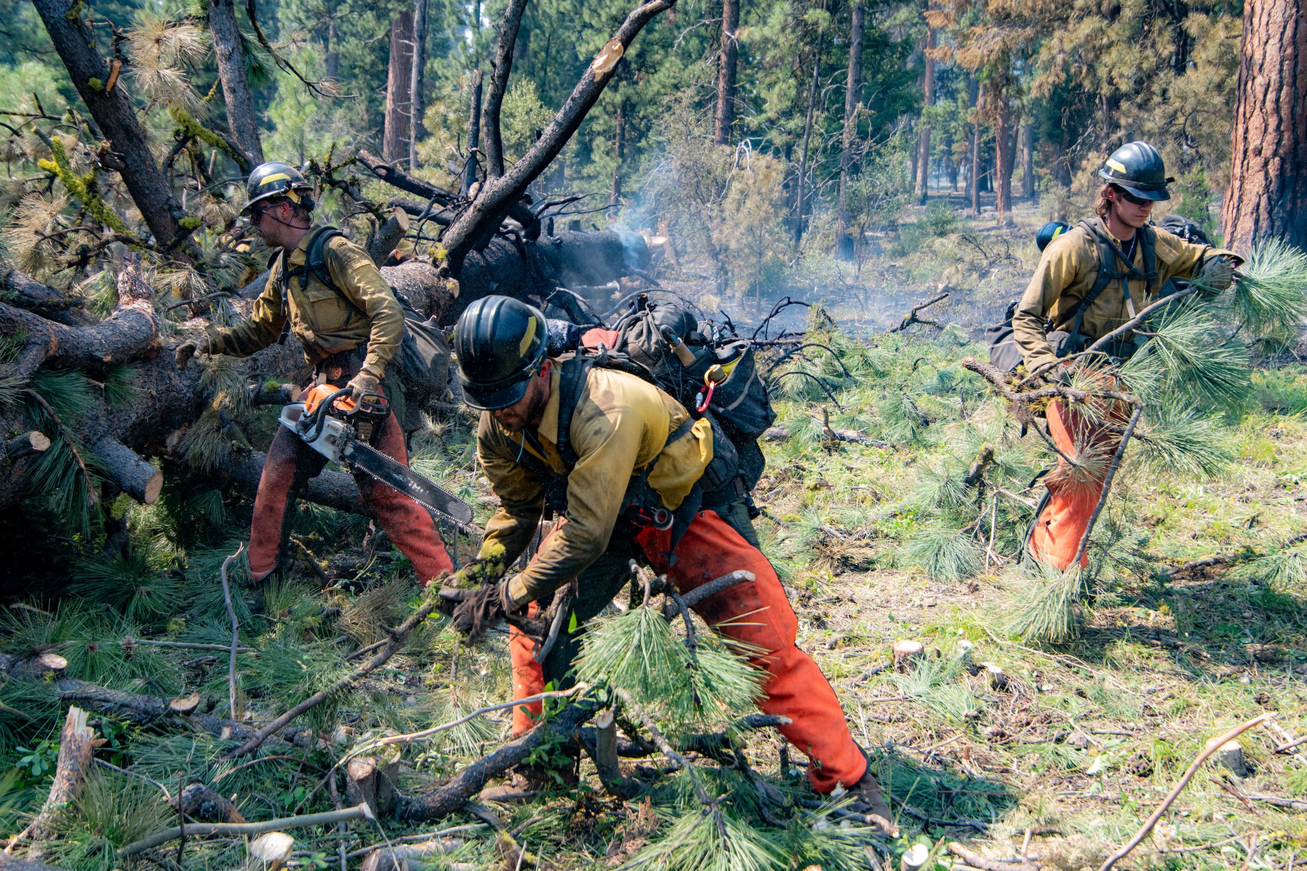 Firefighters limbing a fallen tree with chainsaw