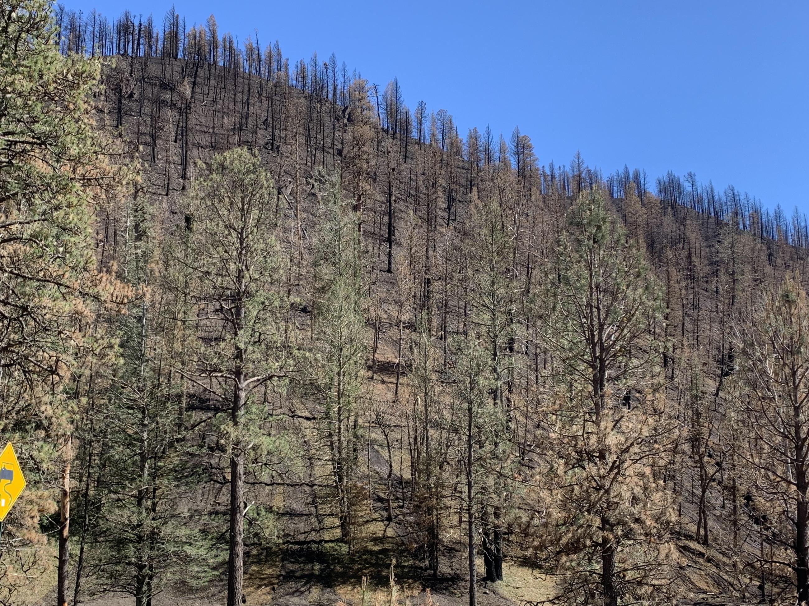 View of South Fork Post-Fire Slope Rilling Conditions in Eagle Canyon 