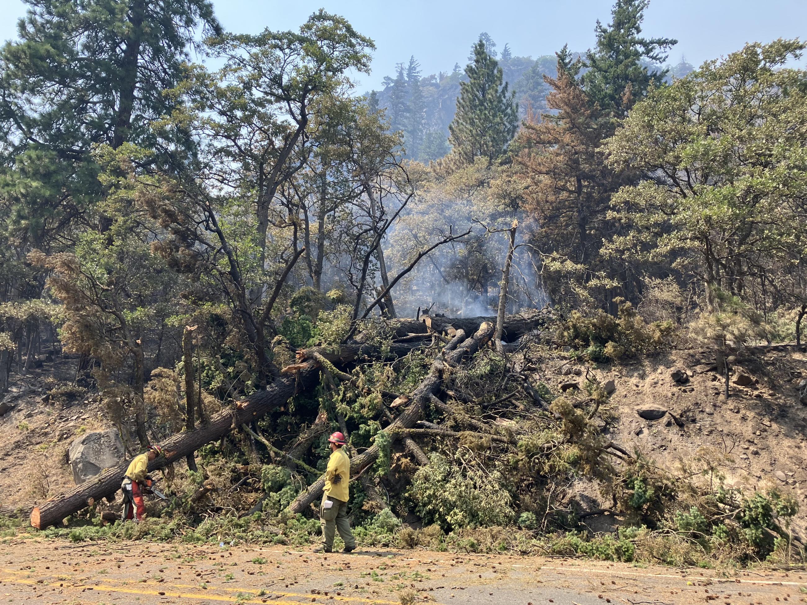 Hazard Tree Removal Along Hwy 12