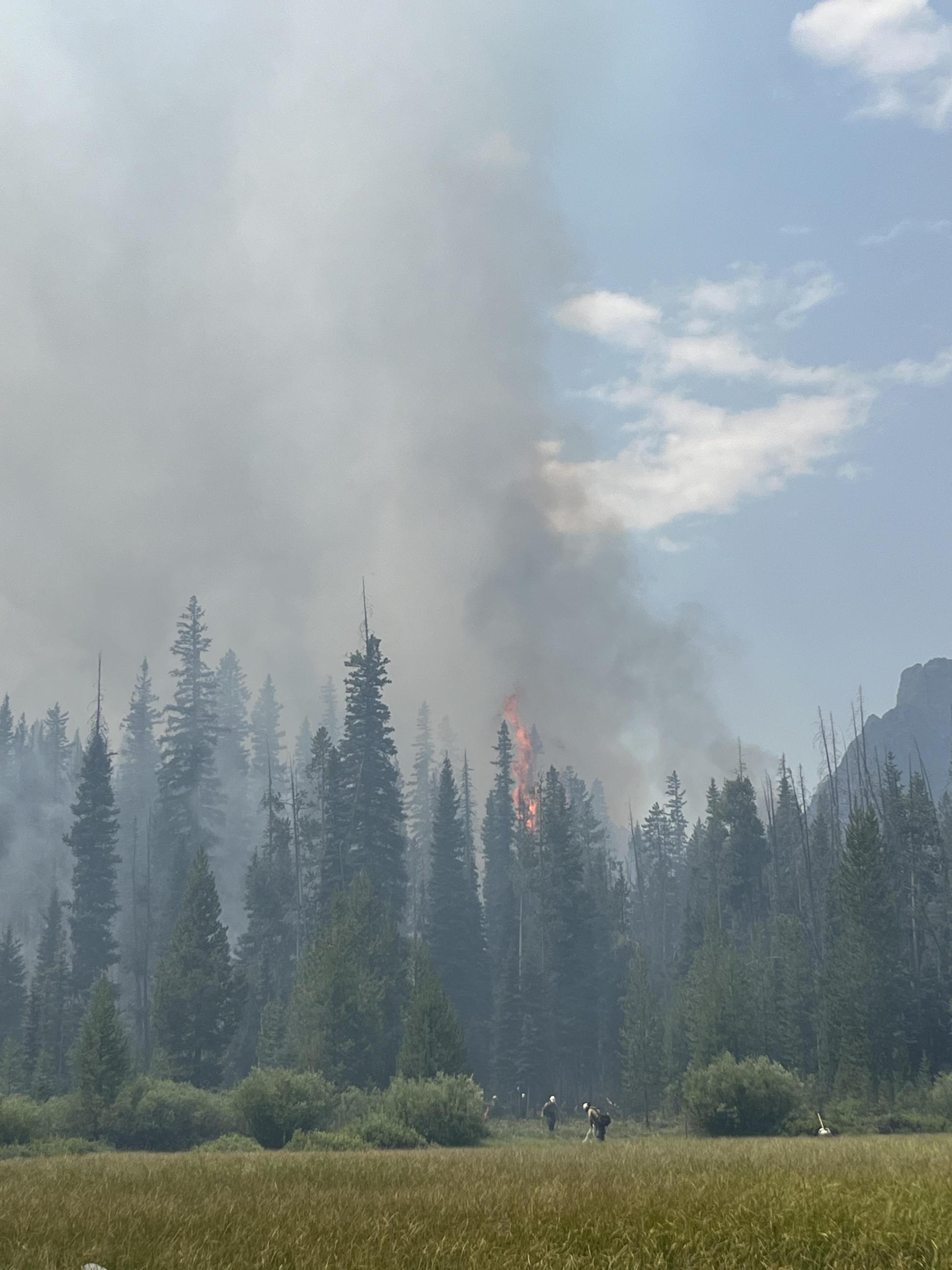 Firefighters working with single tree torch in background