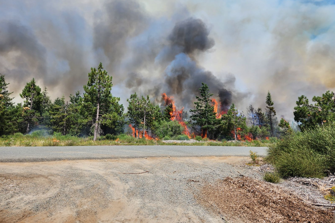 Flames burning in timber alongside Forest Route 1 