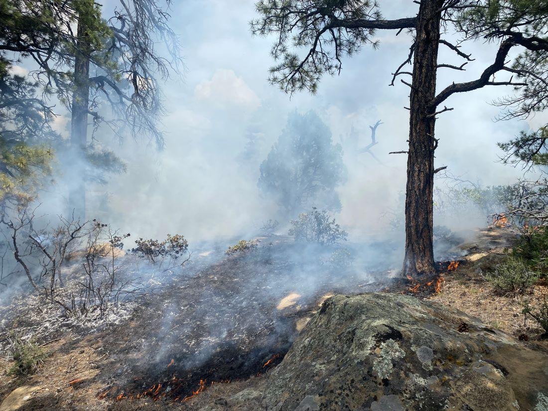 Fire burns in the understory of a smoky pine forest.