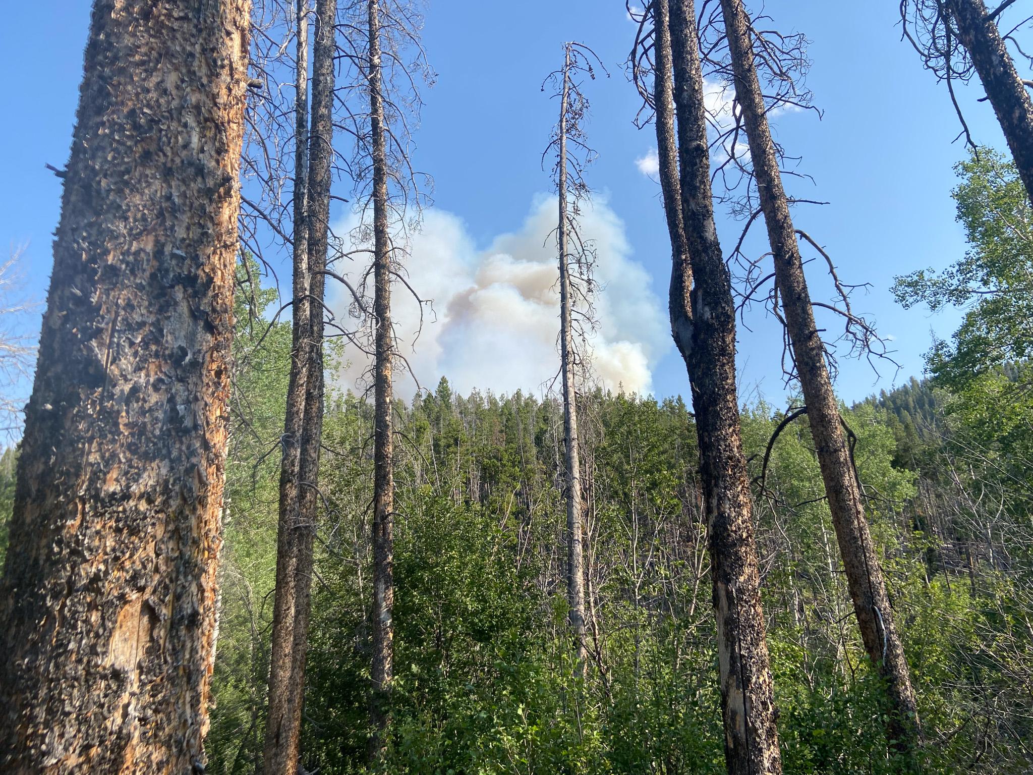 Smoke column extends from a forested landscape, as viewed through conifer trees on the mountain. Blue skies in the background.