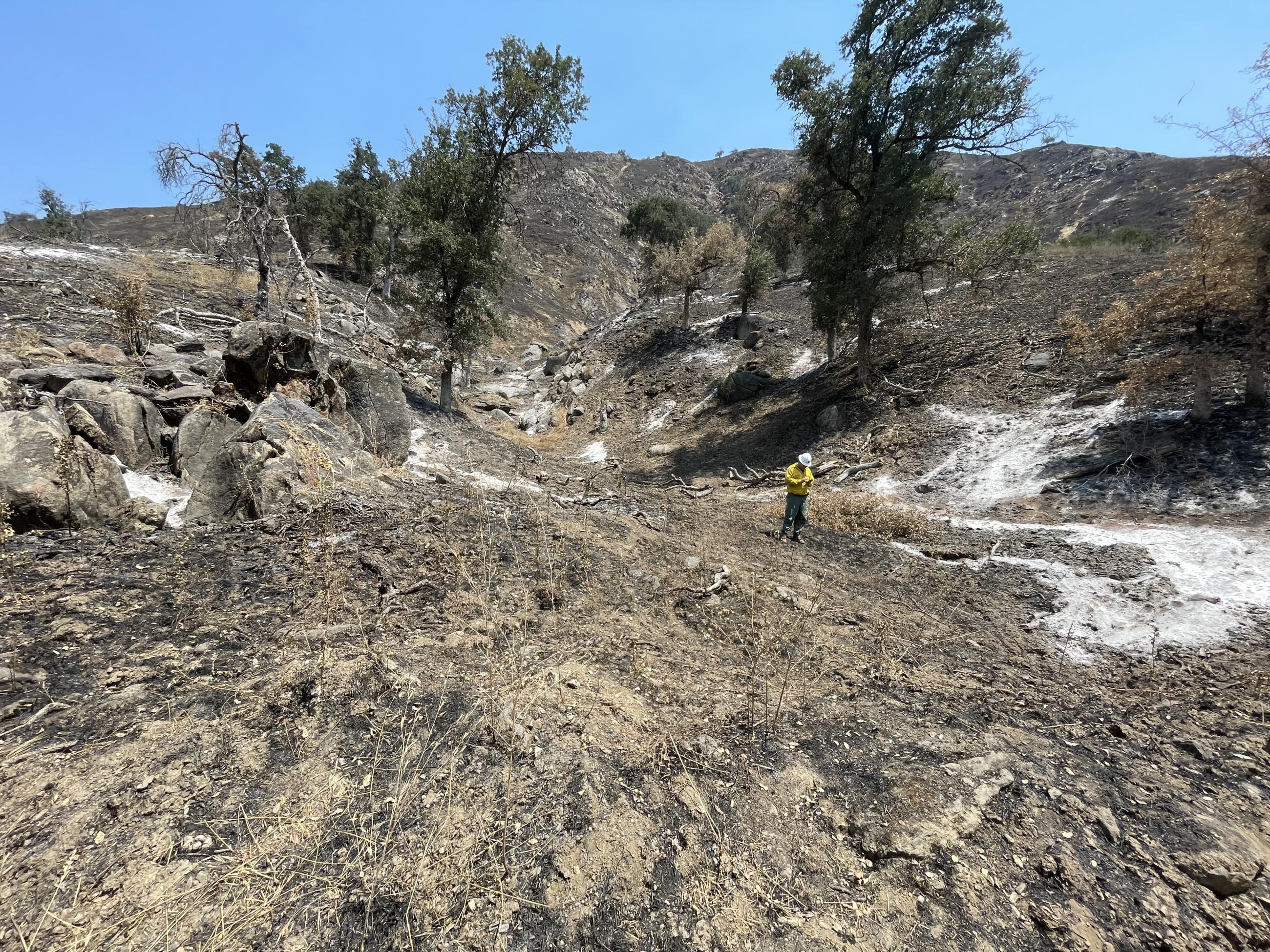 Image showing BAER Engineer Assessing Roads in Basin Burned Area