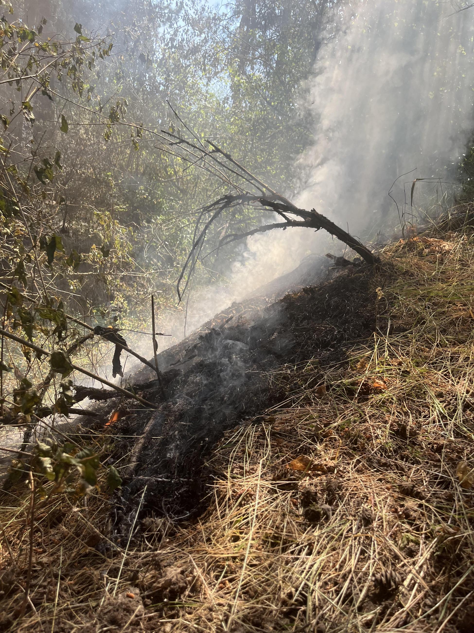 Wildland fire activity in brush and forest floor with charred duff, smoke, and minimal open flame.