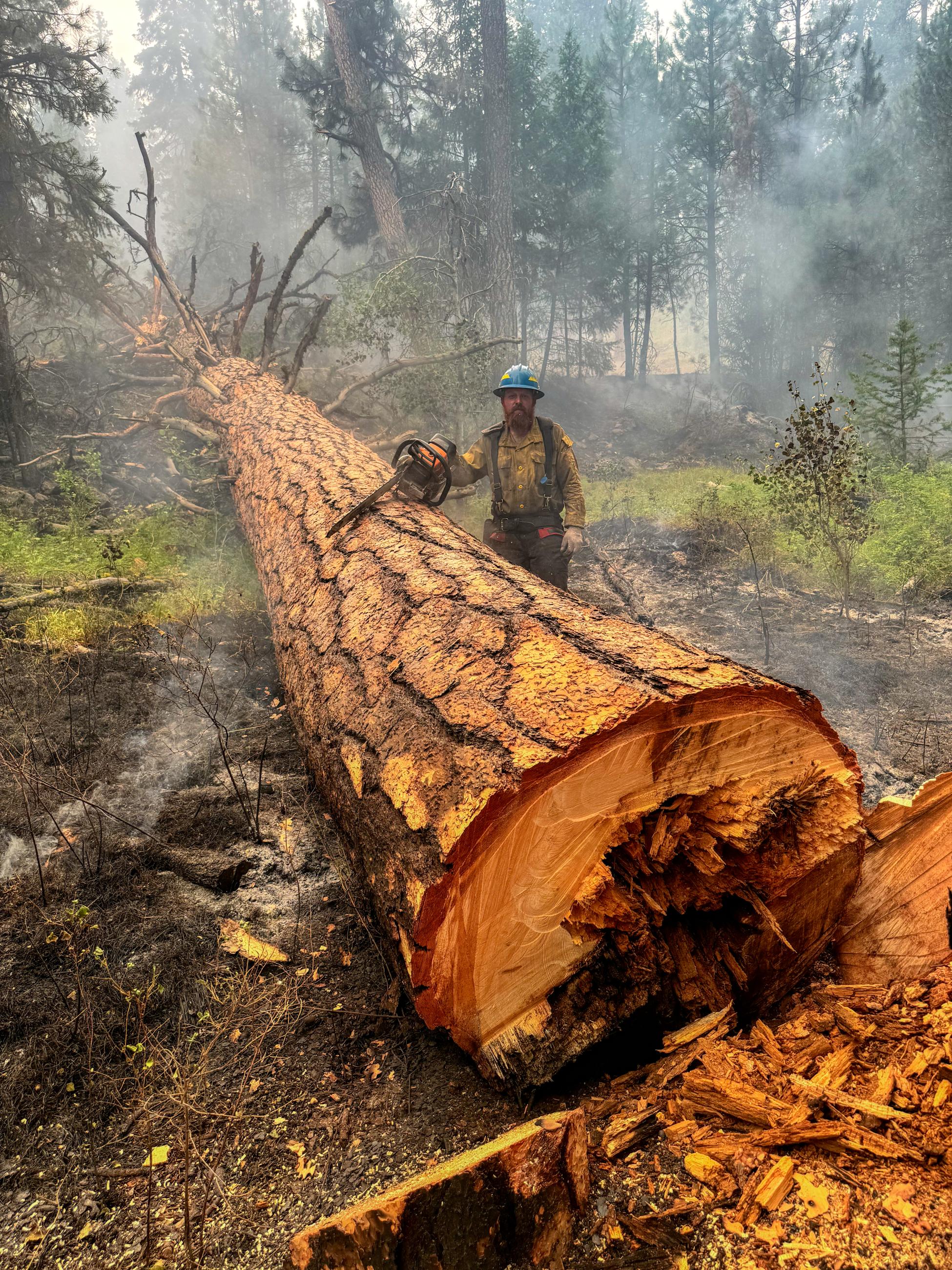 Firefighter standing next to fallen tree holding chainsaw