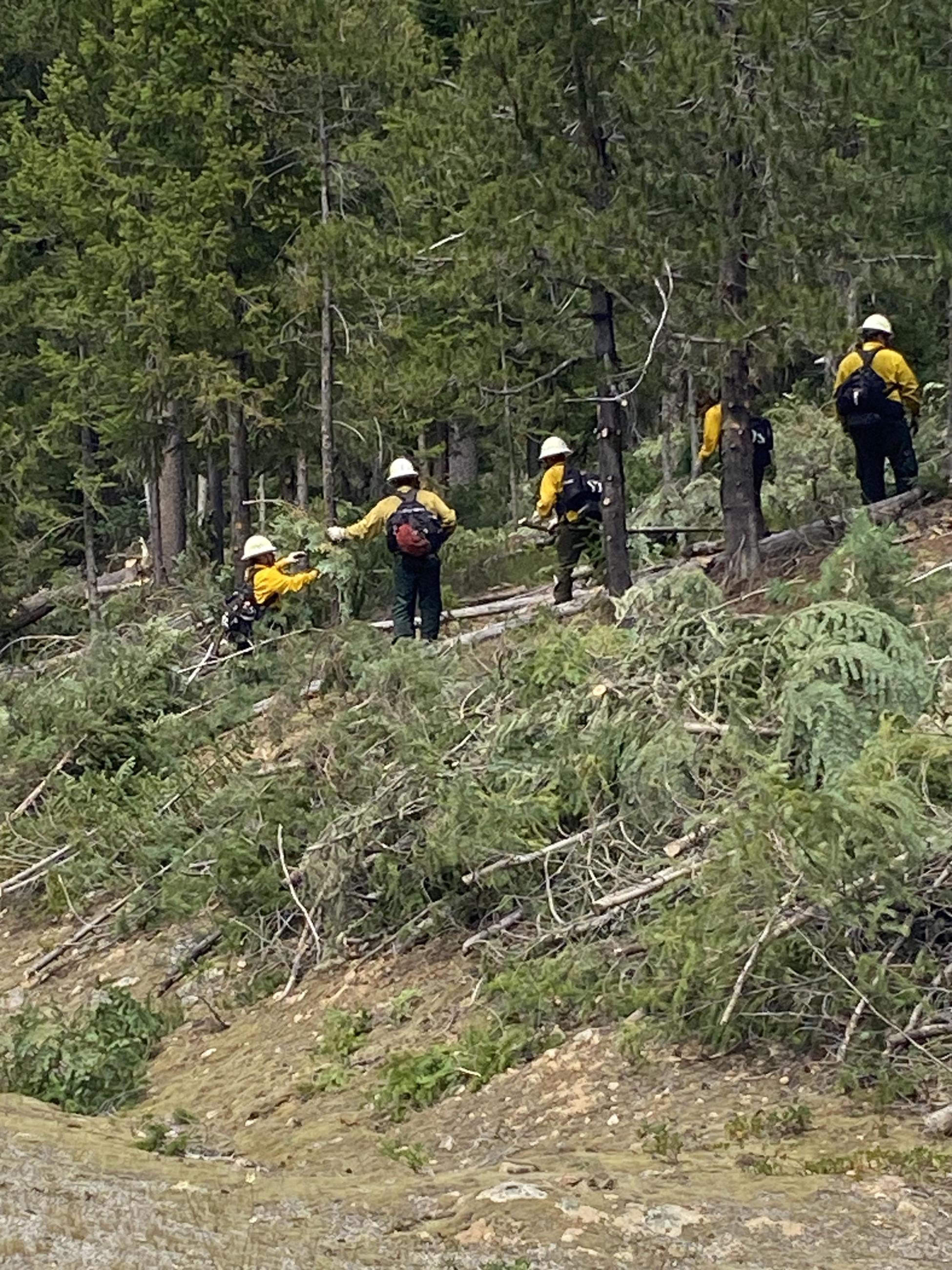 Firefighters in a line removing small downed trees from the roadside