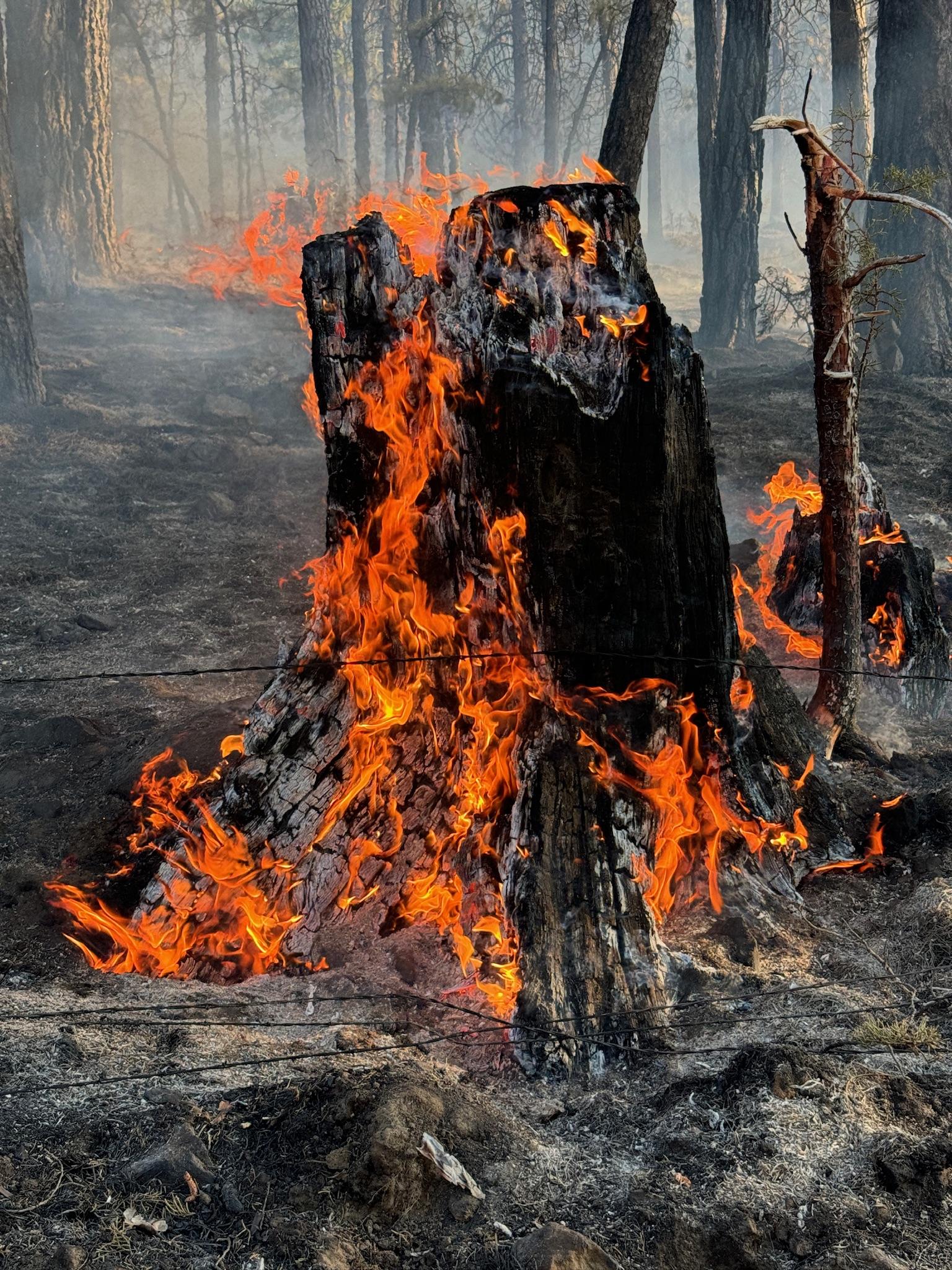 Burning stump on the Lone Rock Fire