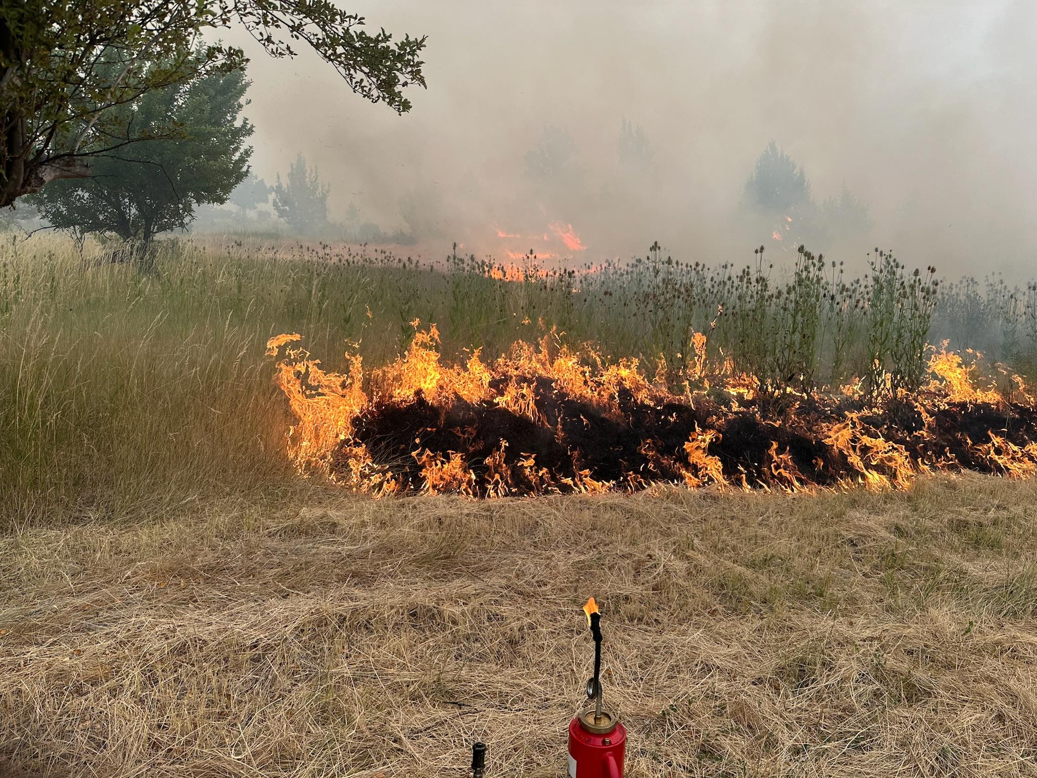 Drip torch during evening burning