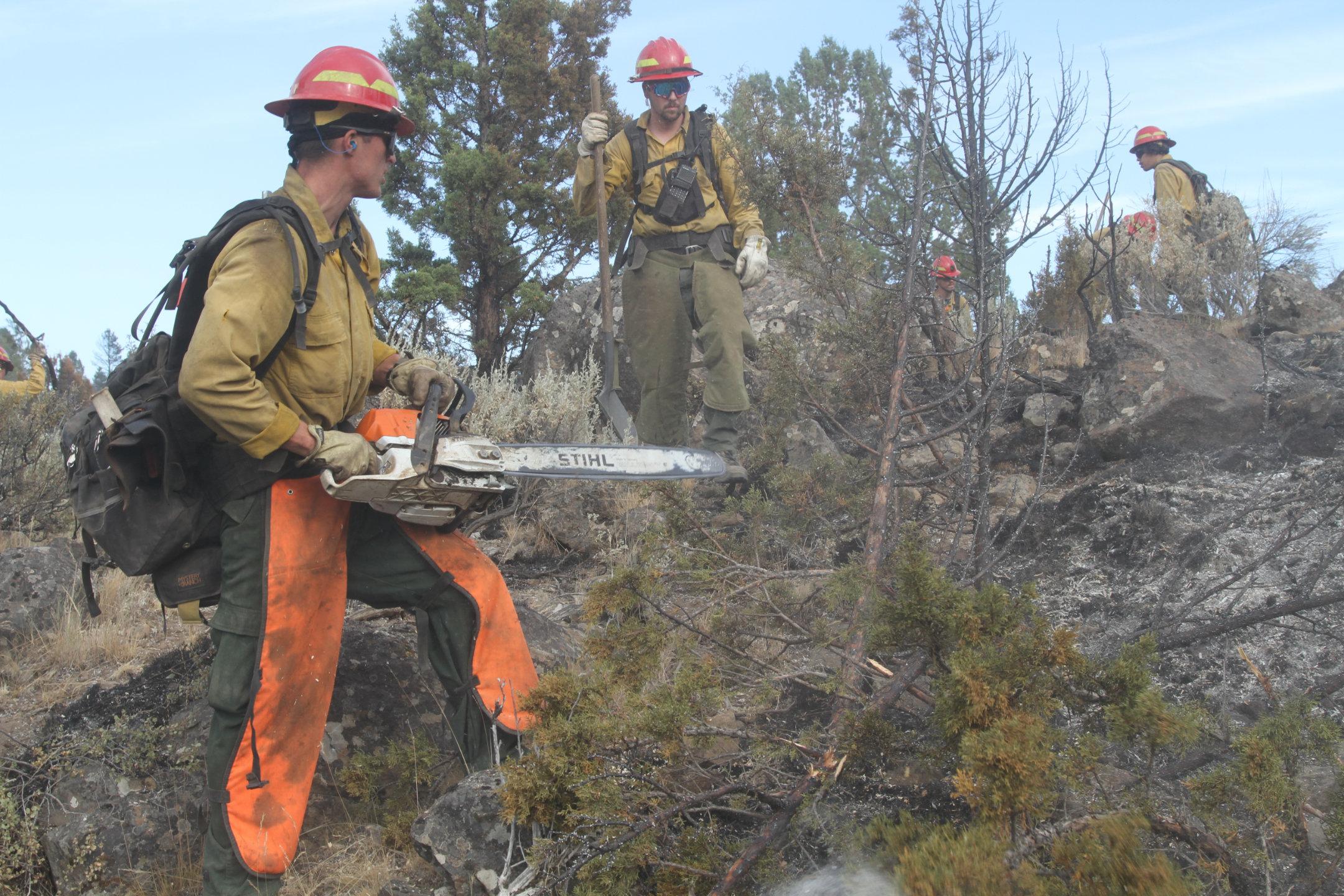 Saw Team Cuts Juniper Tree