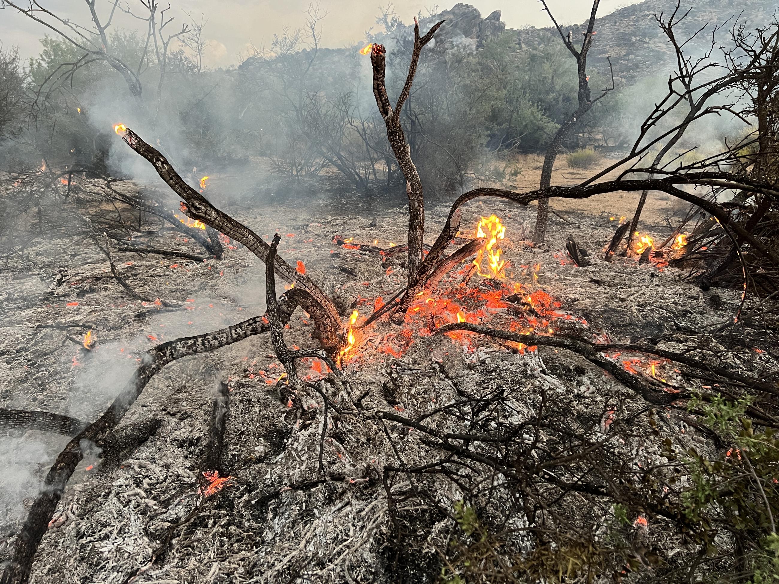 Burned vegetation with flame and white ash on the ground