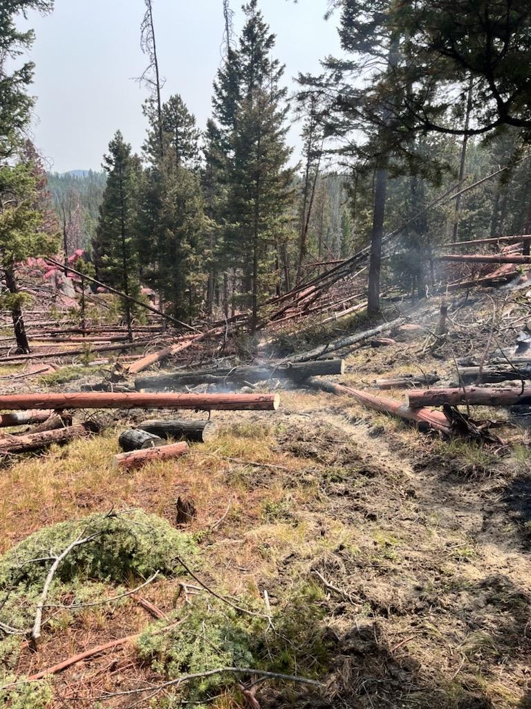 Forested area with logs cut by chainsaws lying on the ground, in the construction of fireline. Two small puffs of smoke billow from the ground. Smoky skies in the background.