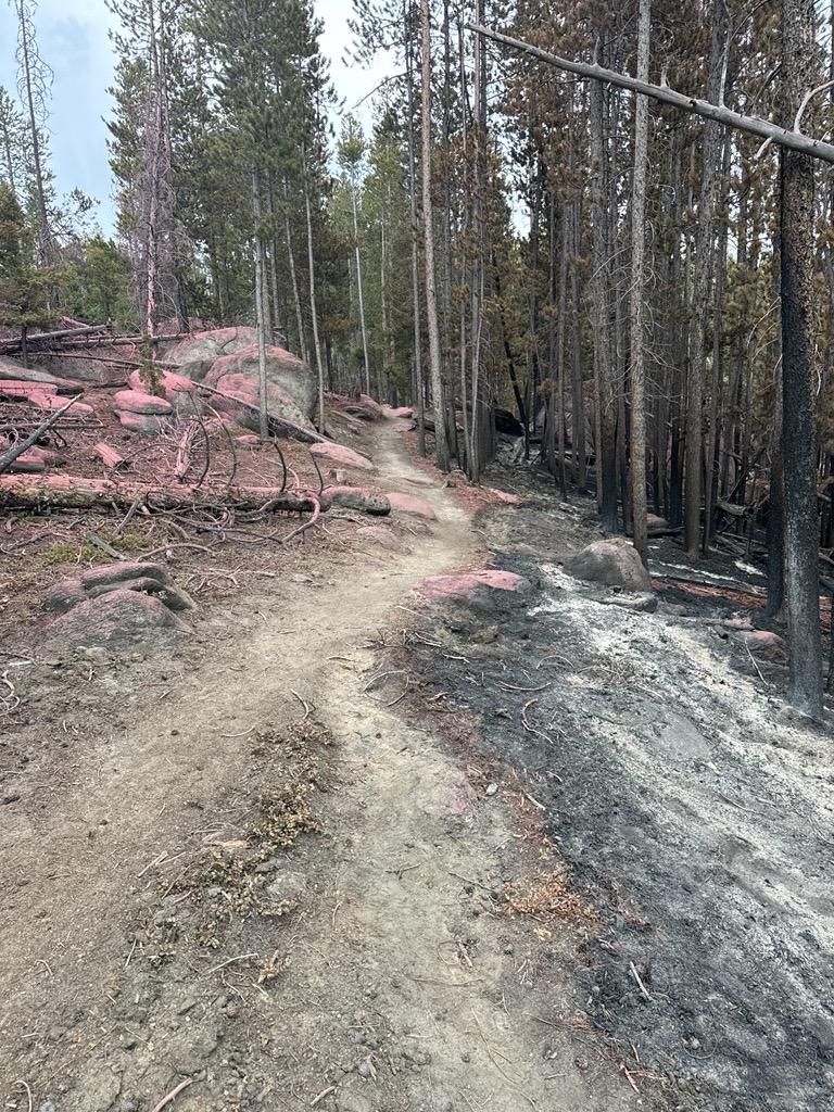 Forested area with red fire retardant line on the left, constructed handline down to bare mineral soil in the middle, and ash and burned area on the right.