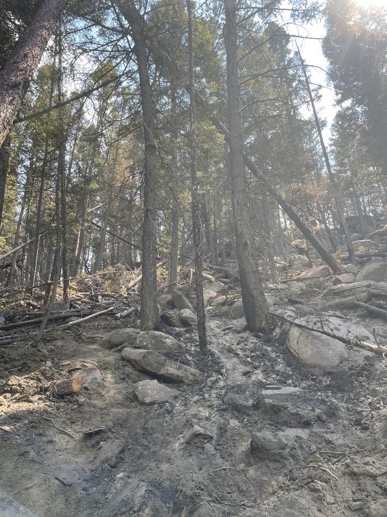 Forested landscape where a fire burned through recently. Steep terrain with large boulders present, and green conifer trees in the background.