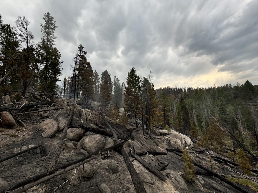 Recently burned forest landscape, with gray skies over green trees and boulders
