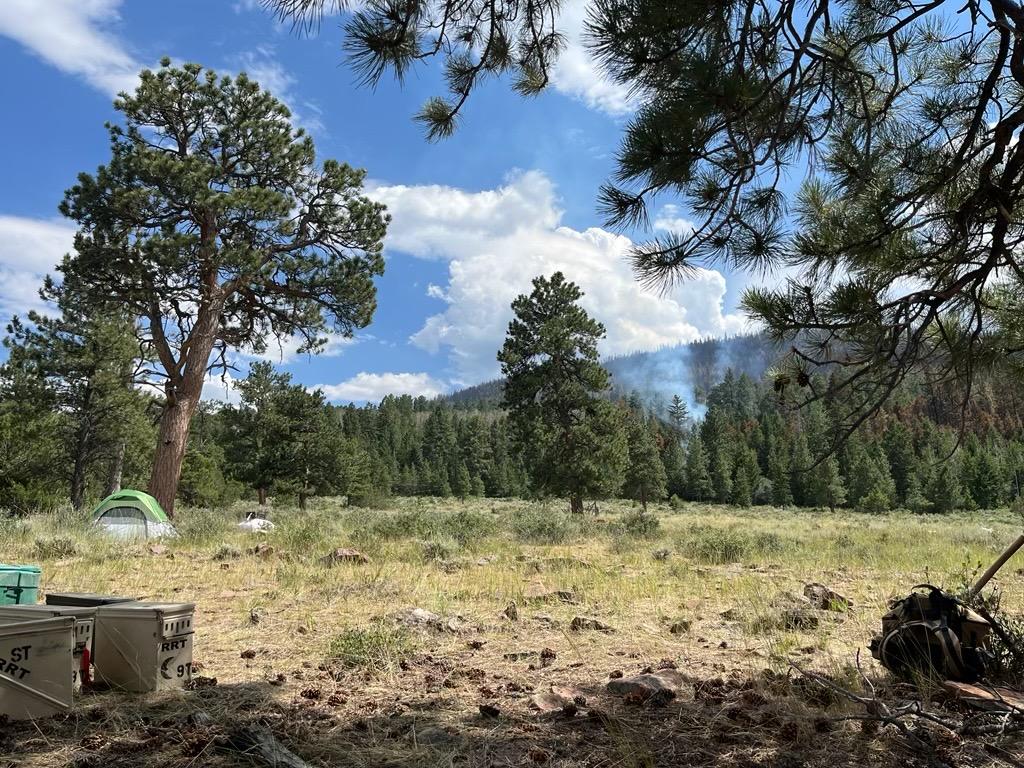 A healthy ponderosa stand helps firefighters with containment efforts.