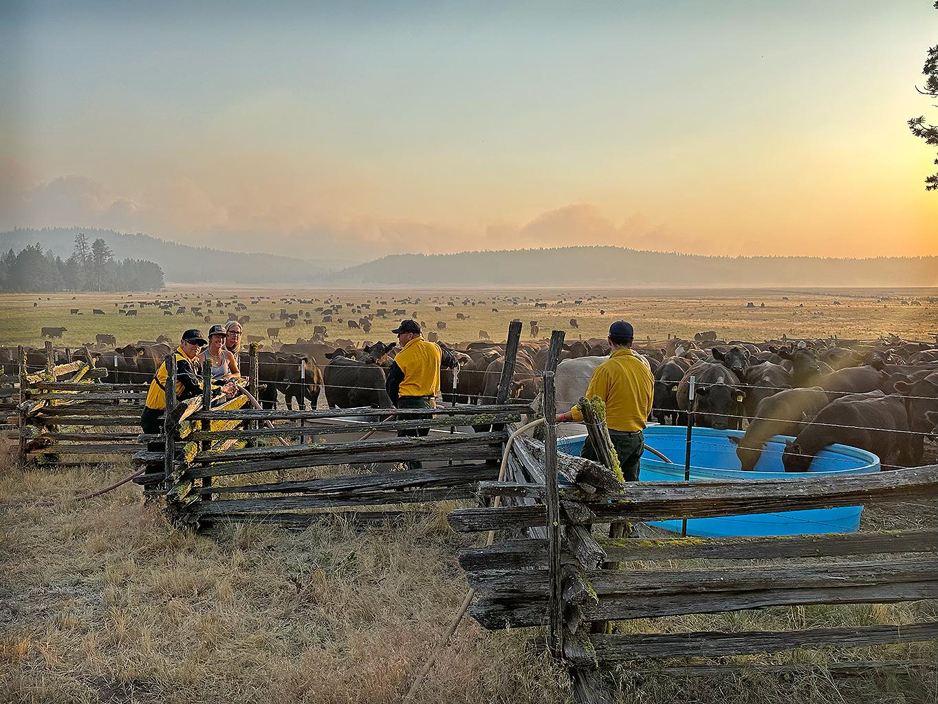 Displaced cows getting much needed water from Marion County Firefighters