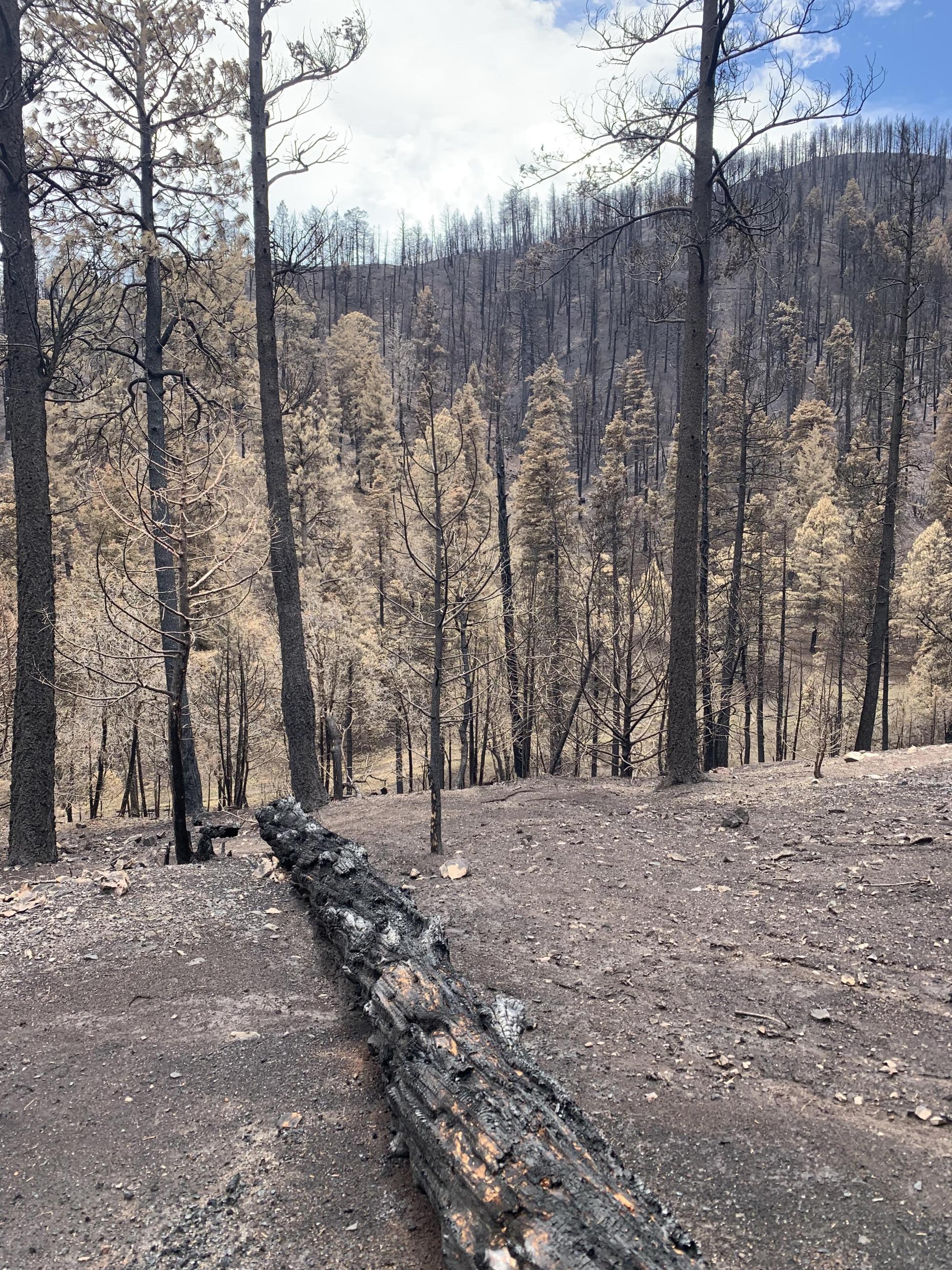 Image showing a Mosaic Soil Burn Severity in Cedar Creek on the South Fork burned area