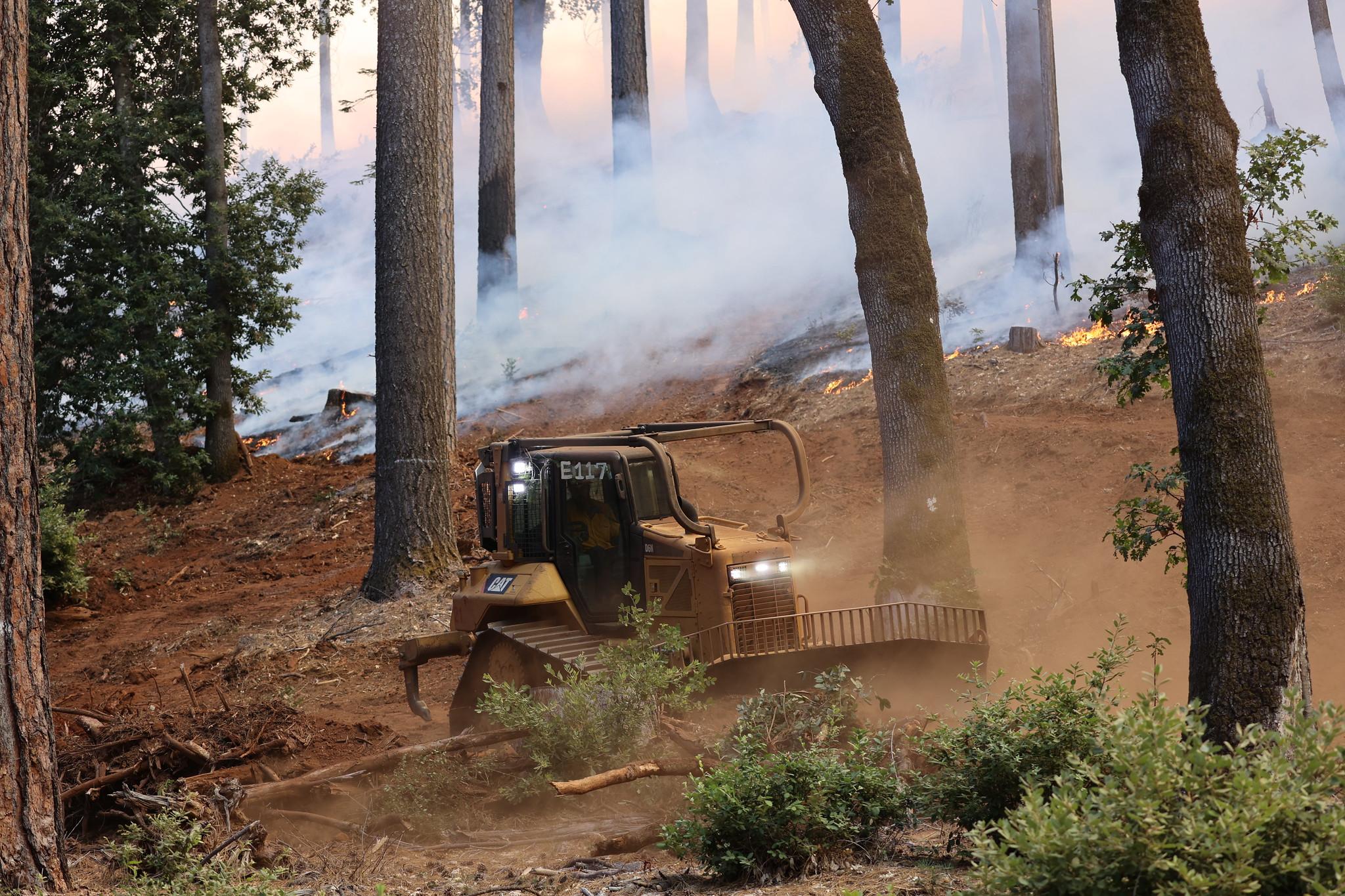 A bulldozer operates under large trees.