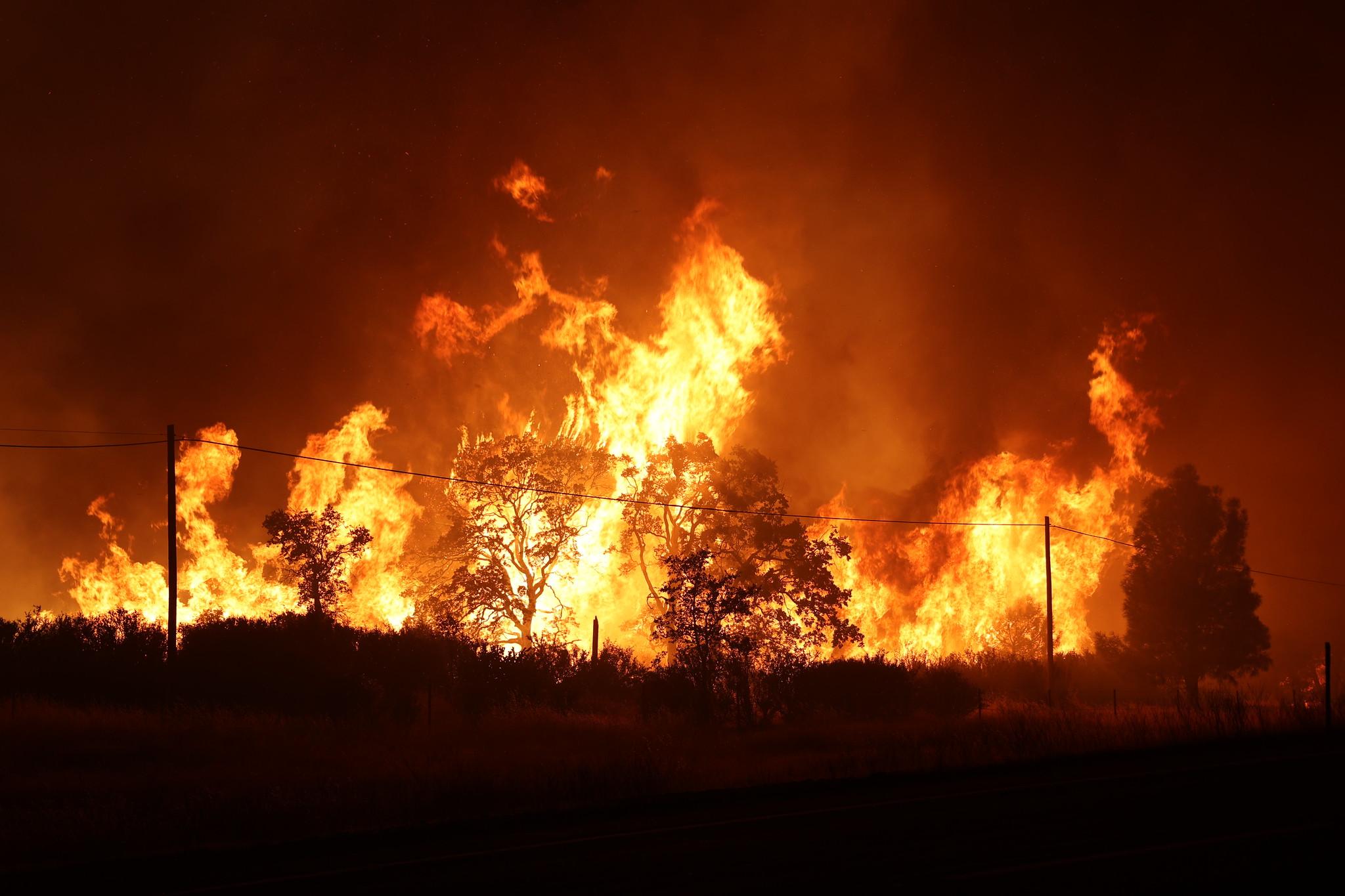 A row of trees is fully engulfed in flames against the night sky.