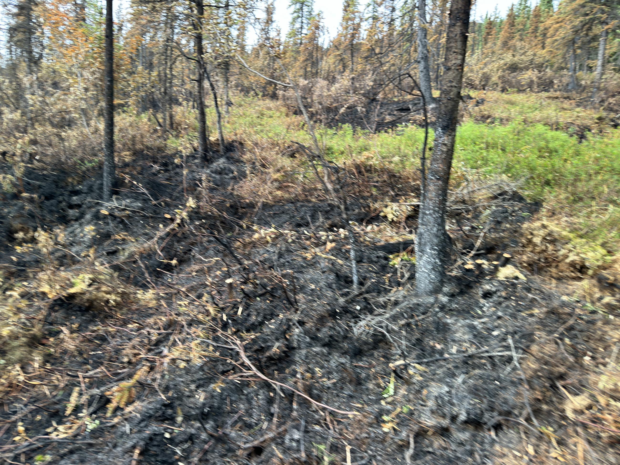 Burned tree roots from fire spread in the duff.