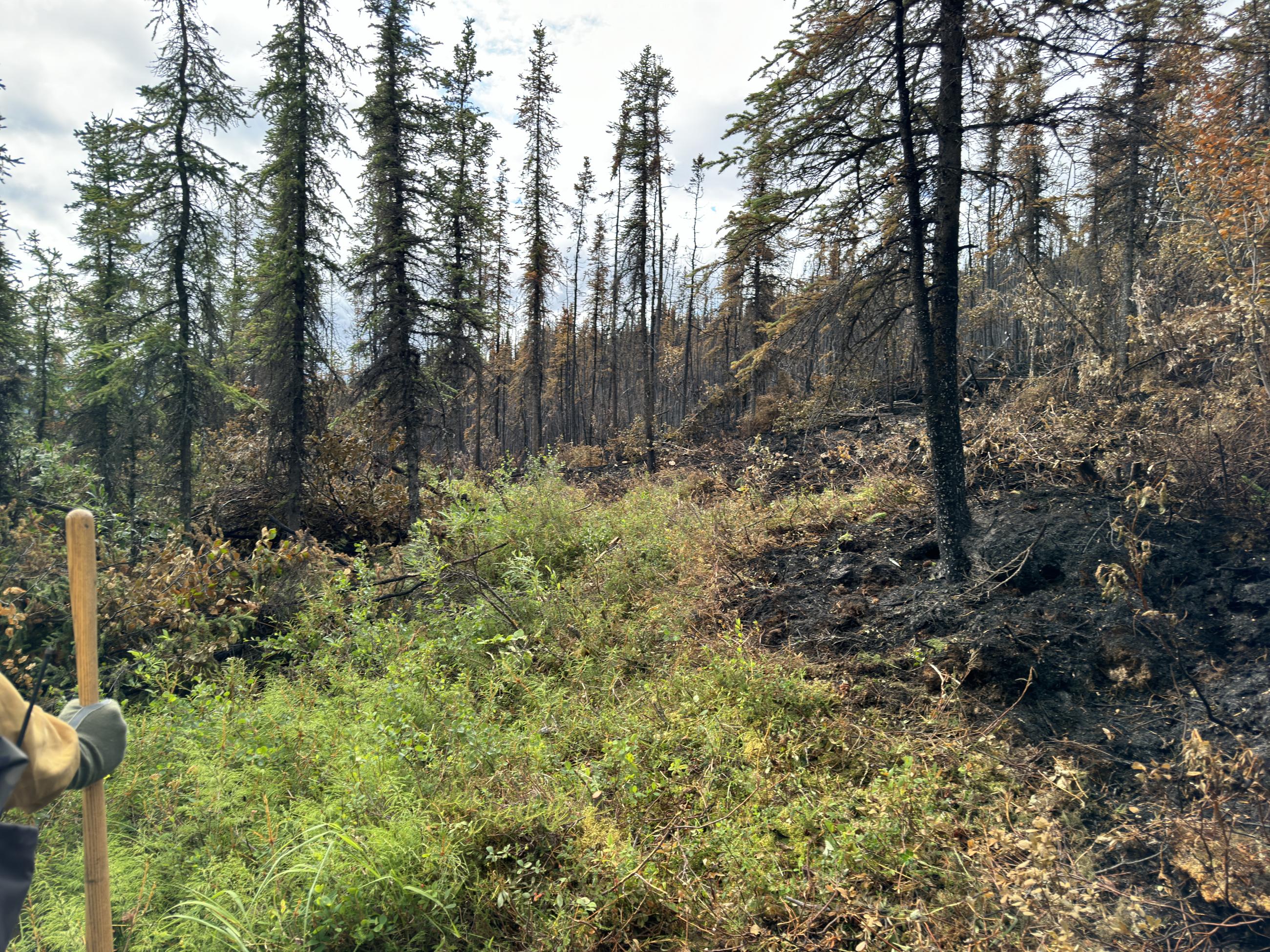 Green vegetation in a burned area.