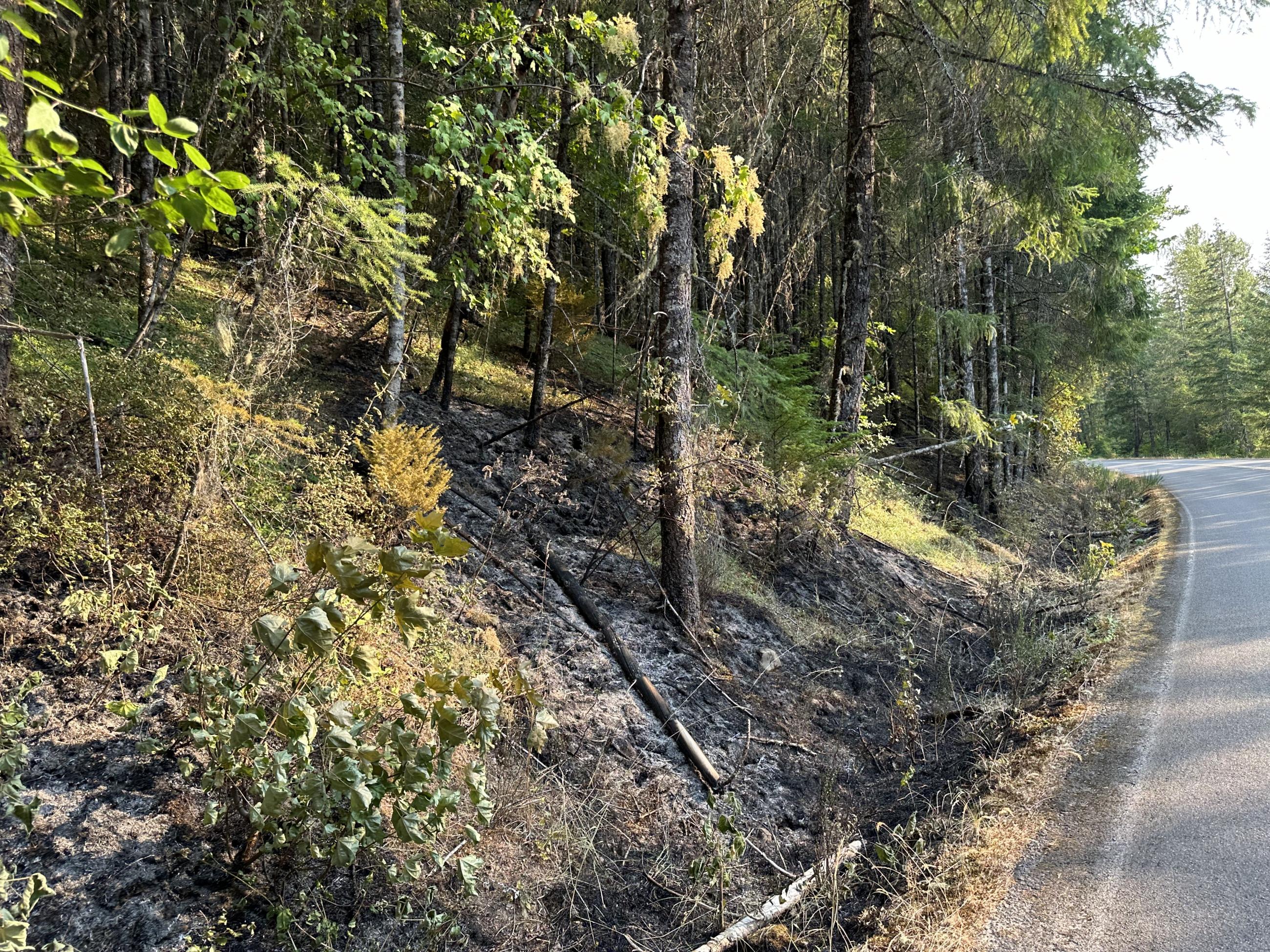 green trees along a road on the coffeepot fire, july 30