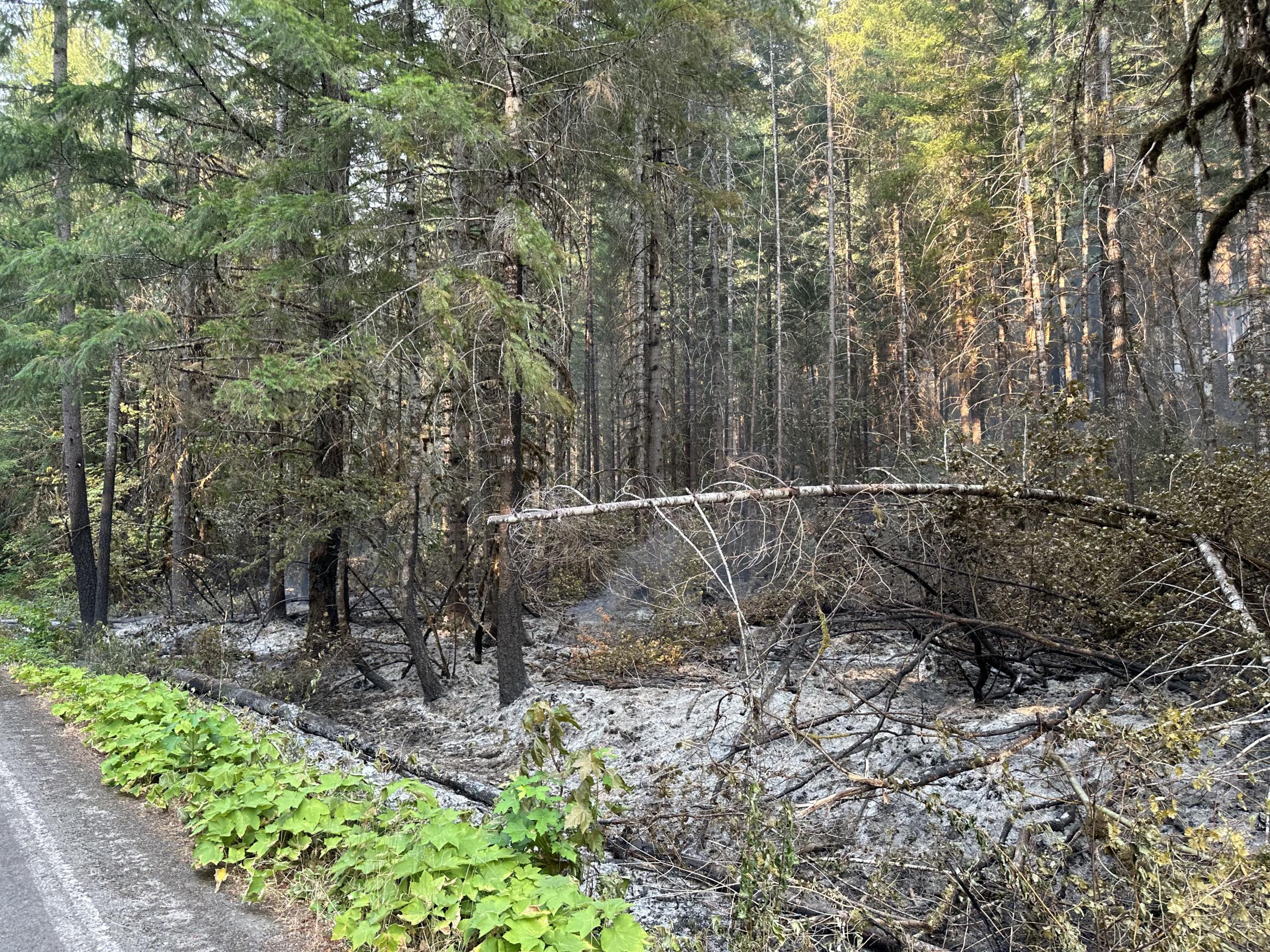 Green trees along a road in the woods after the underbrush was consumed by firing operation on coffeepot fire, july 30