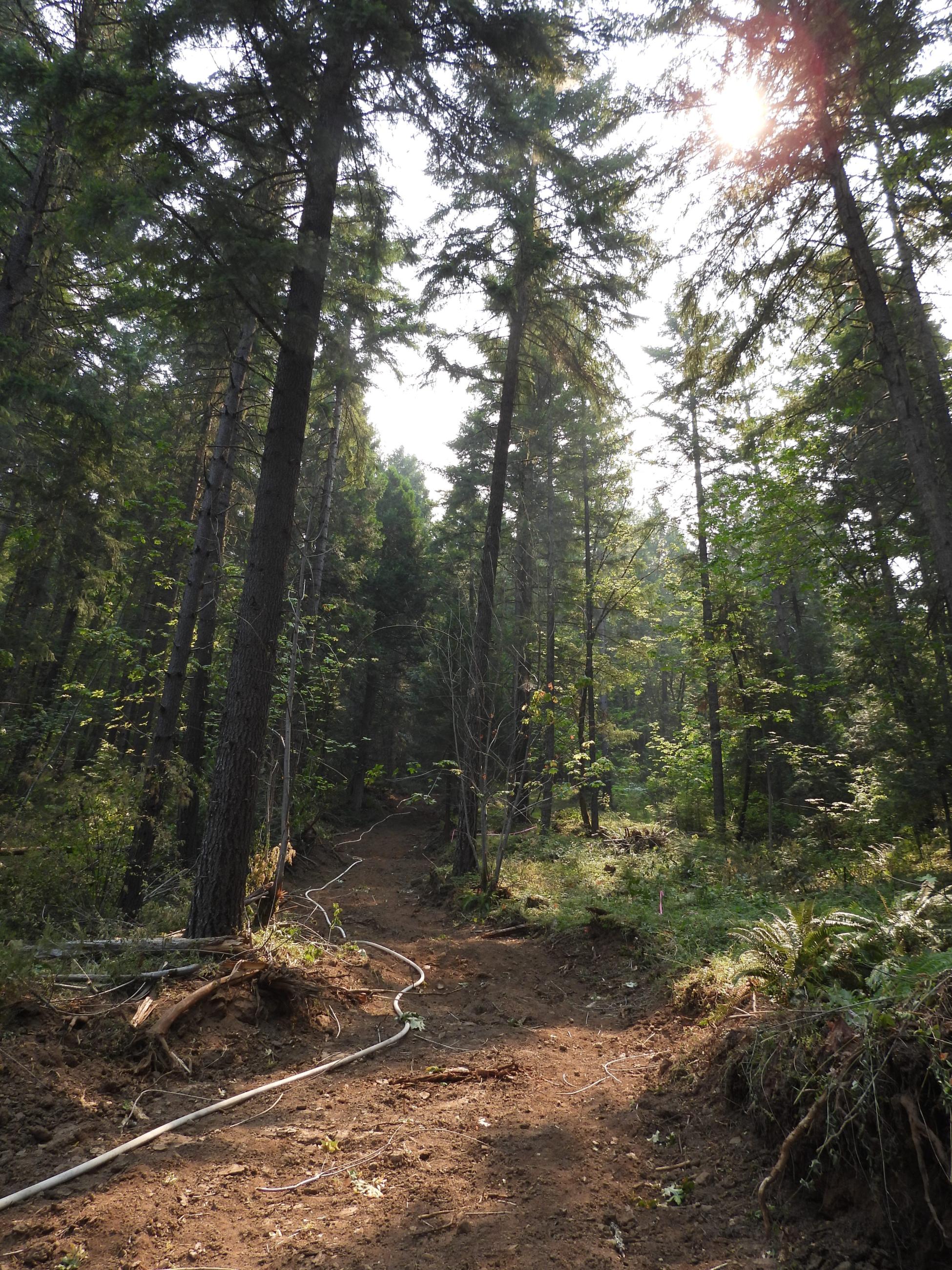 Fire hose stretches uphill along a fireline on the Coffeepot Fire, July 30