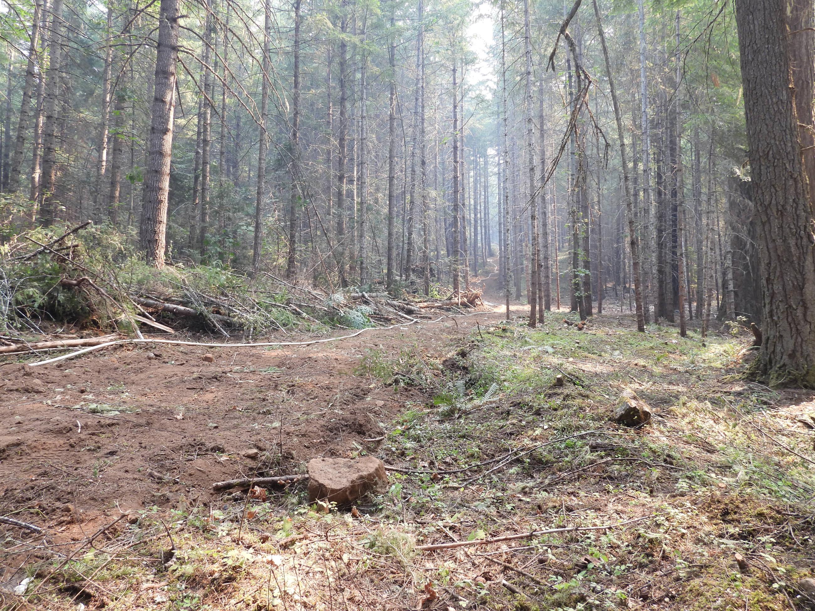 firehose is stretched along a fireline in the forest, july 30 coffeepot fire