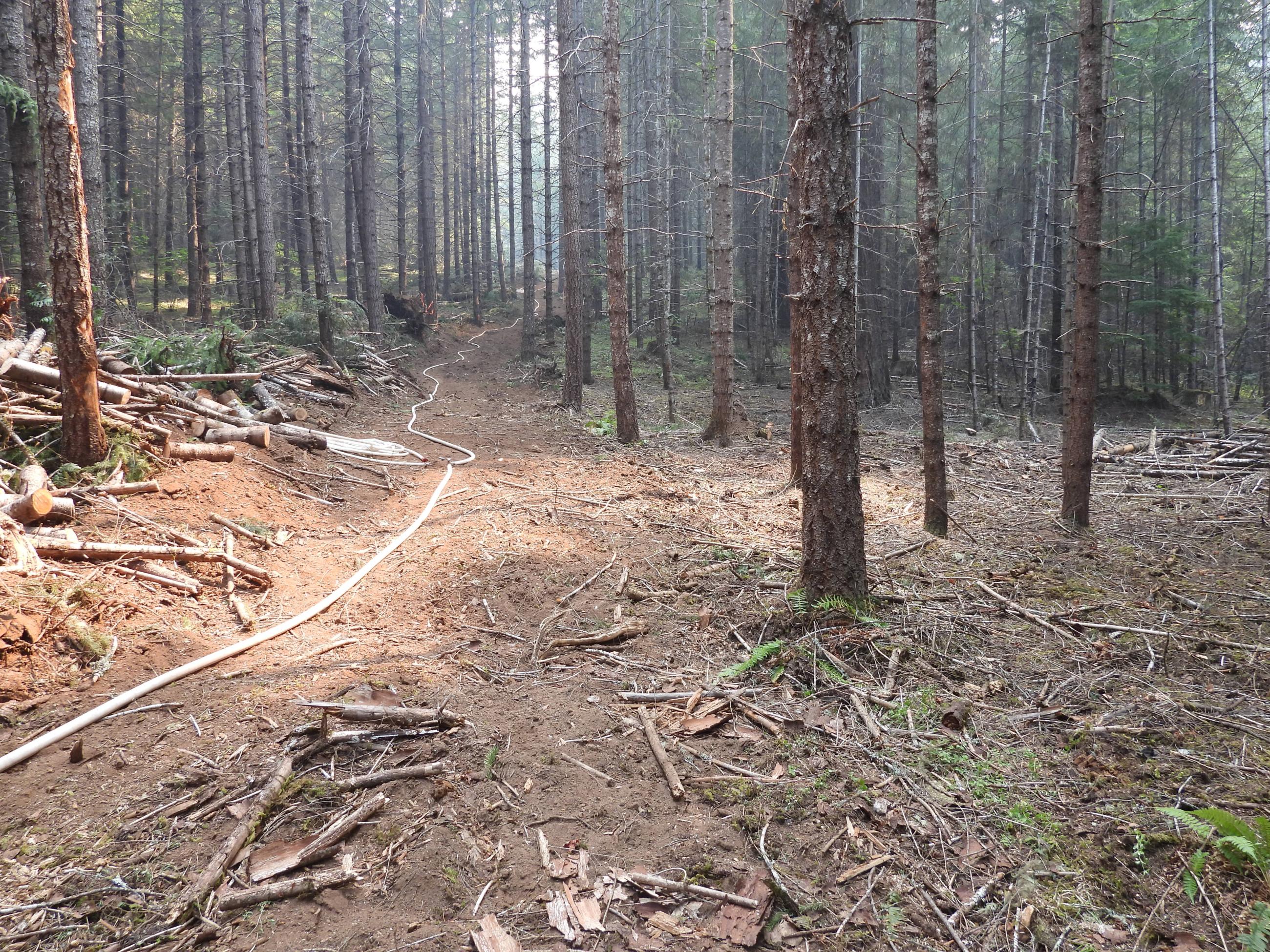 fire hose is stretched thru the woods on coffepot fire july 30