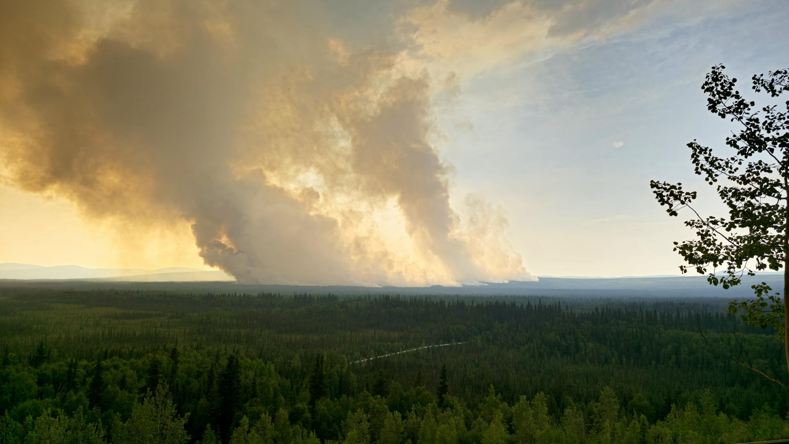 Scenic of large smoke column in Alaska vast forest on the Grapefruit Complex fire.