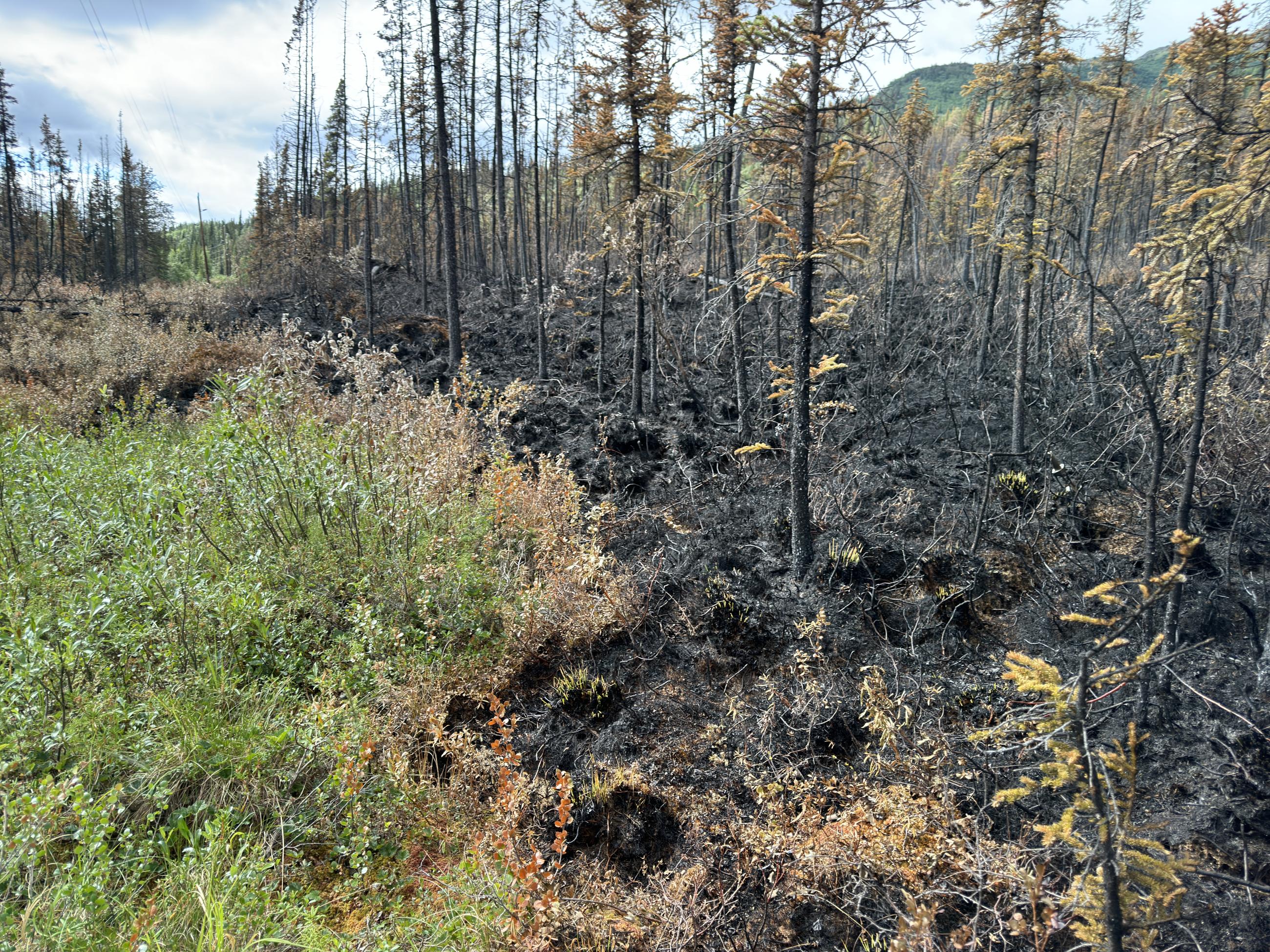 Green vegetation within a burned area.