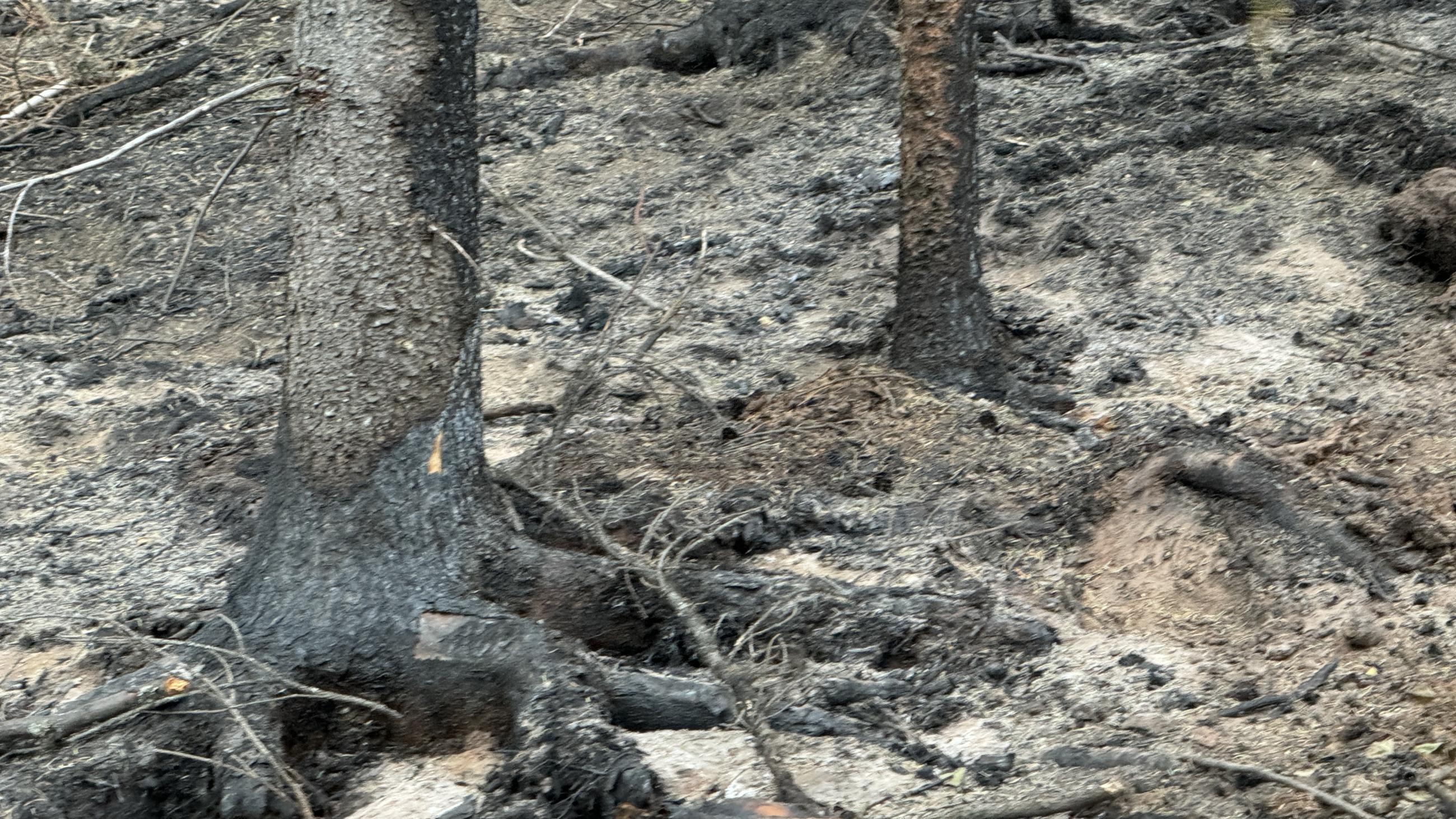 Tree roots are exposed after the fire burned hot under the trees.