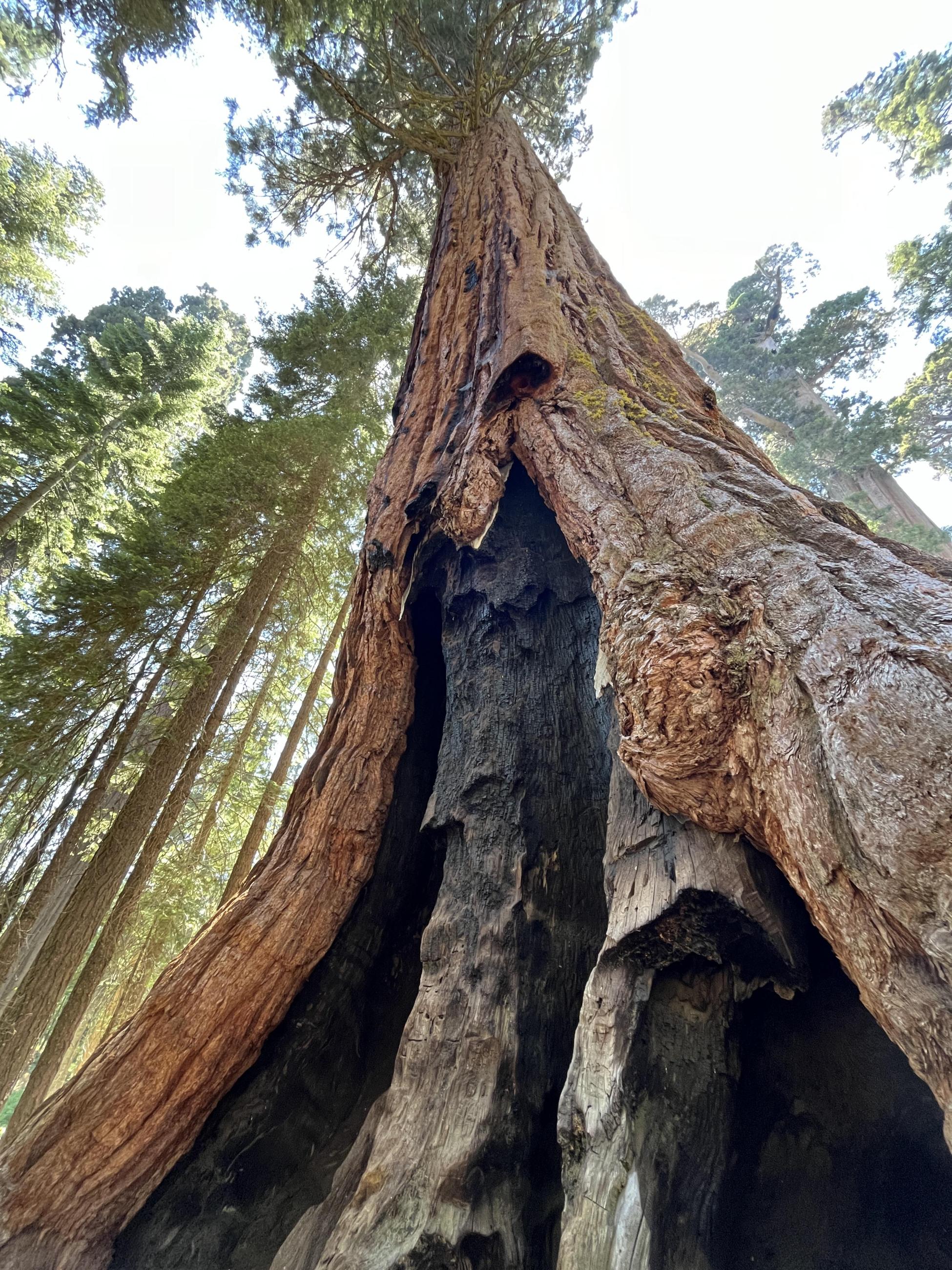 Image of a surviving giant sequoia from past fire activity in the McKinley Grove.