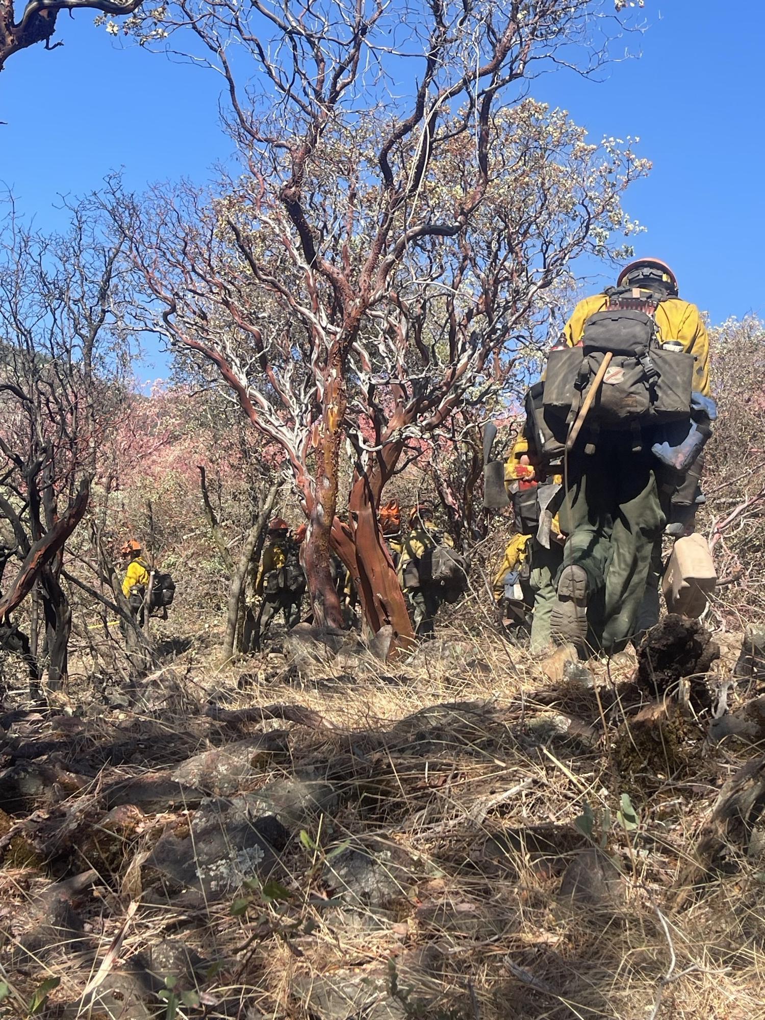 Firefighters with heavy packs on their backs ascend a steep hill among trees covered in pink retardant.